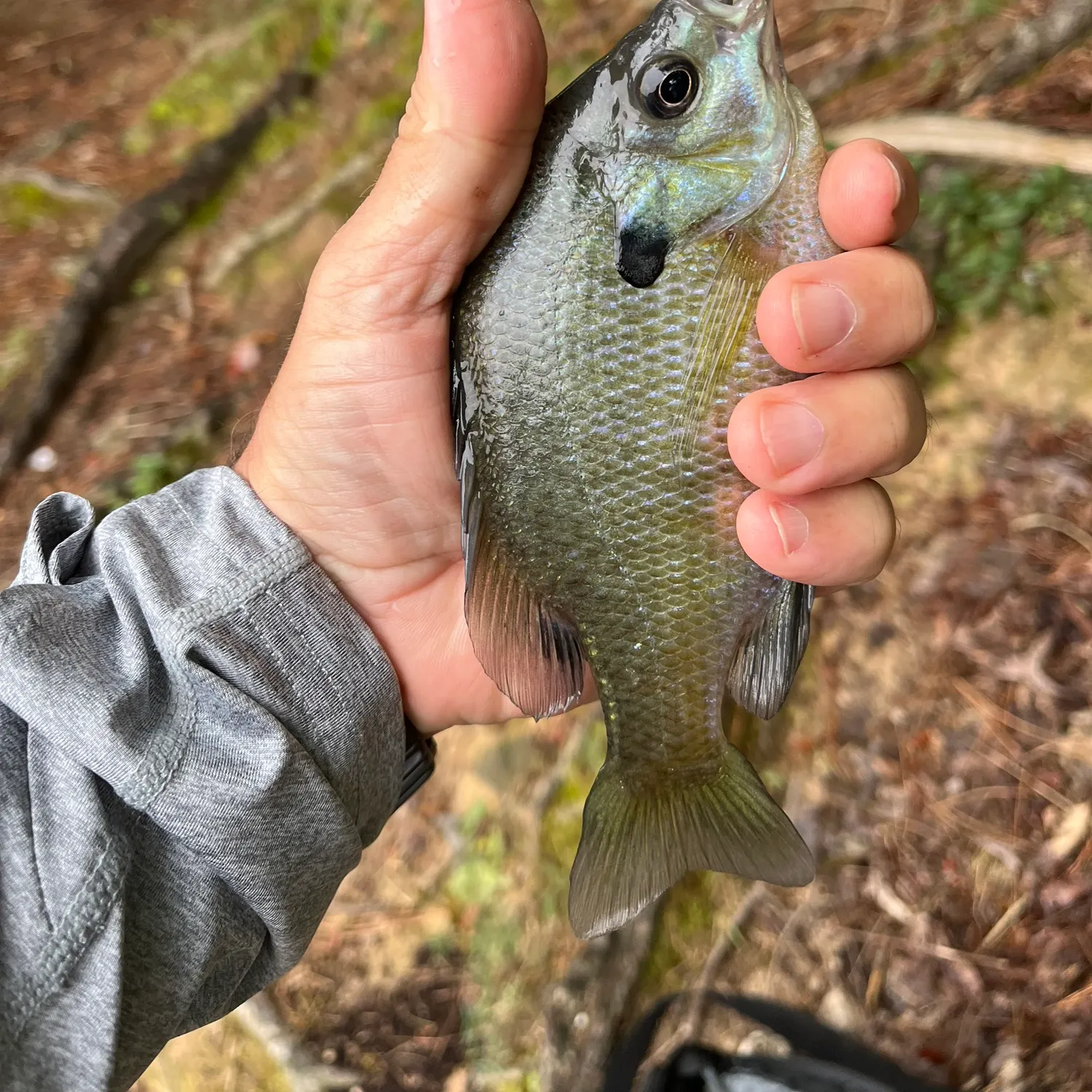 Bluegill caught on Fishbrain