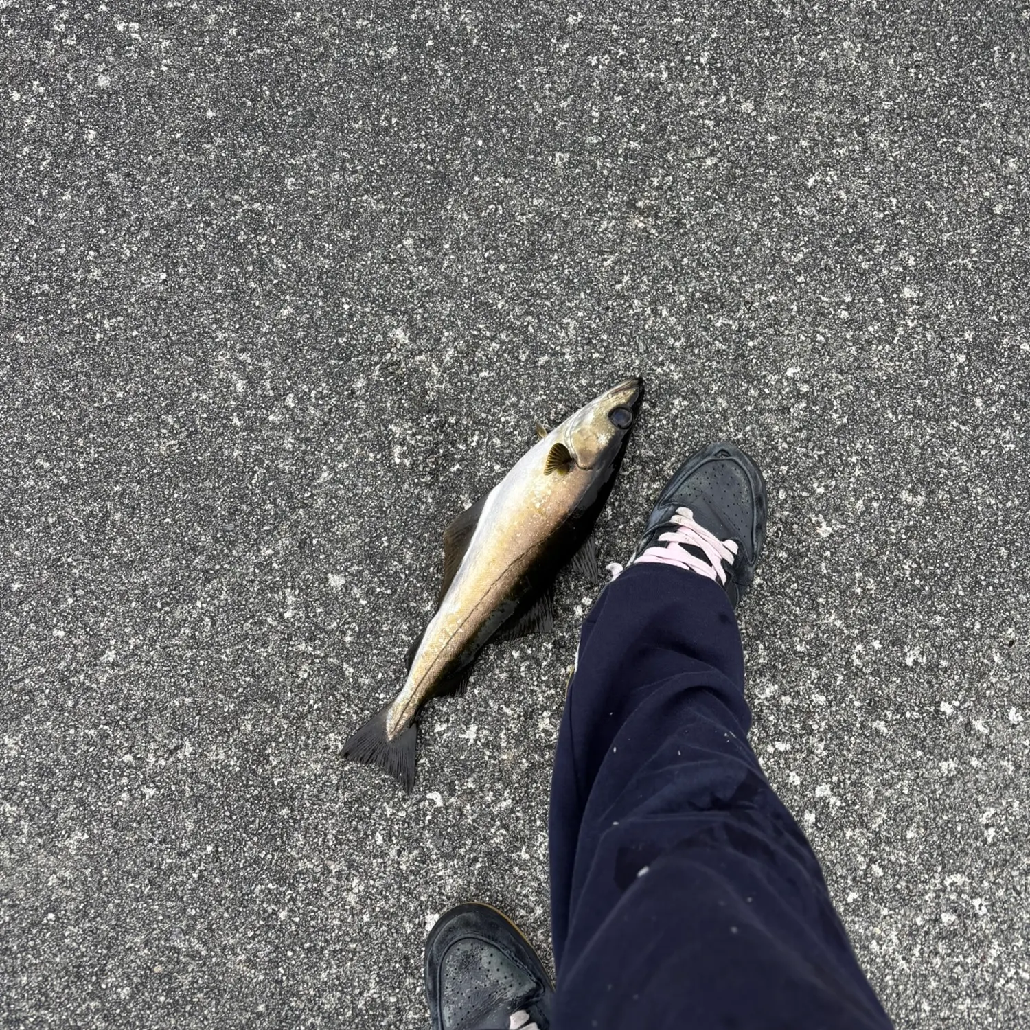 Pollack caught on Fishbrain
