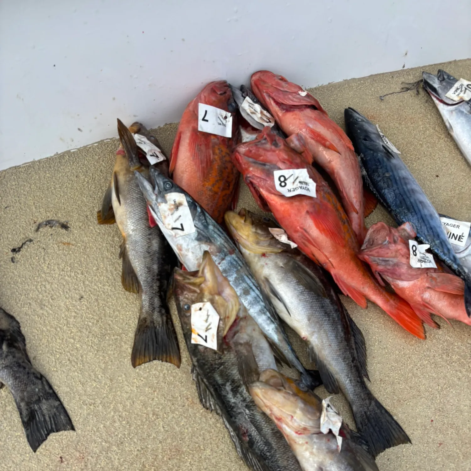 recently logged catches