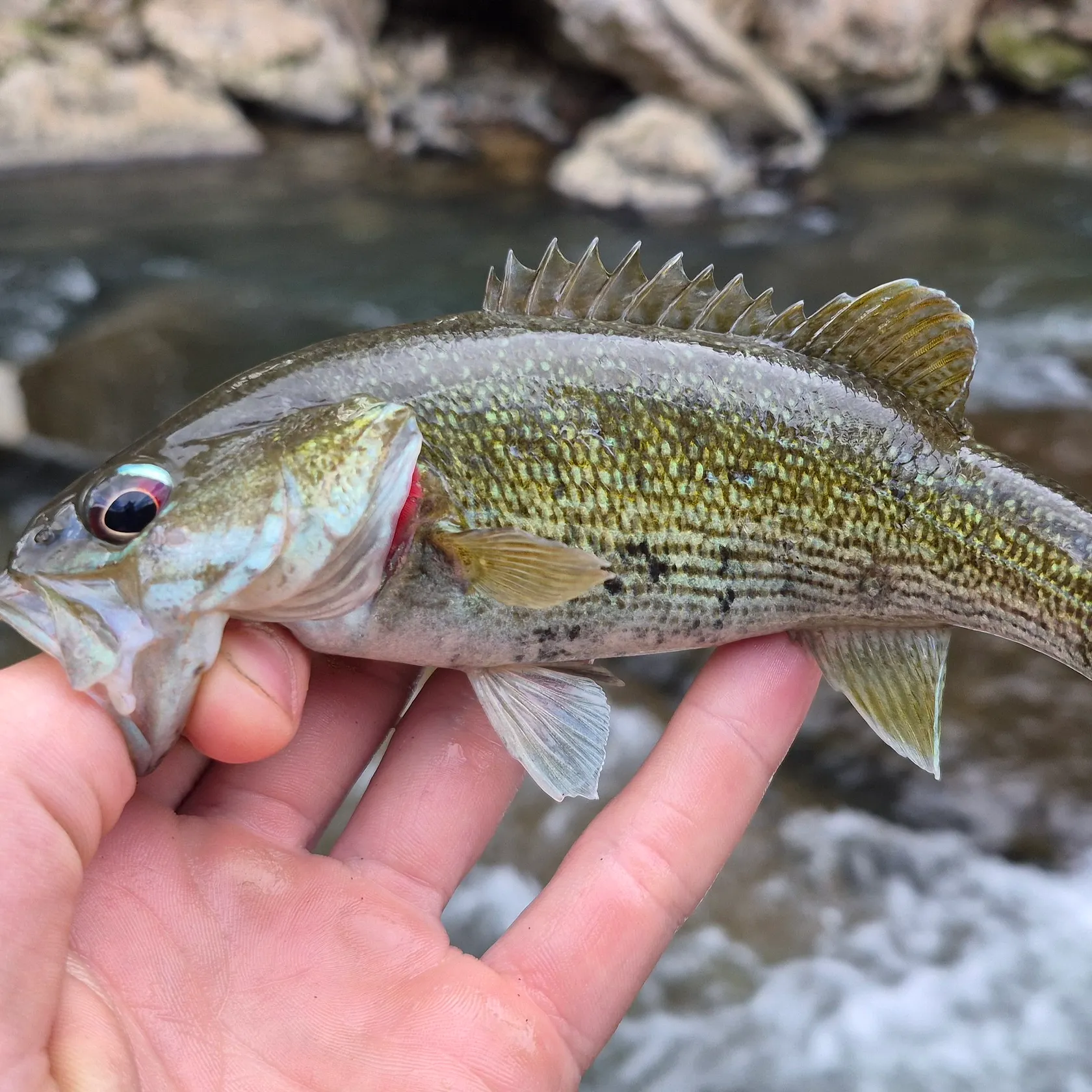 The most recent Redeye bass catches on Fishbrain