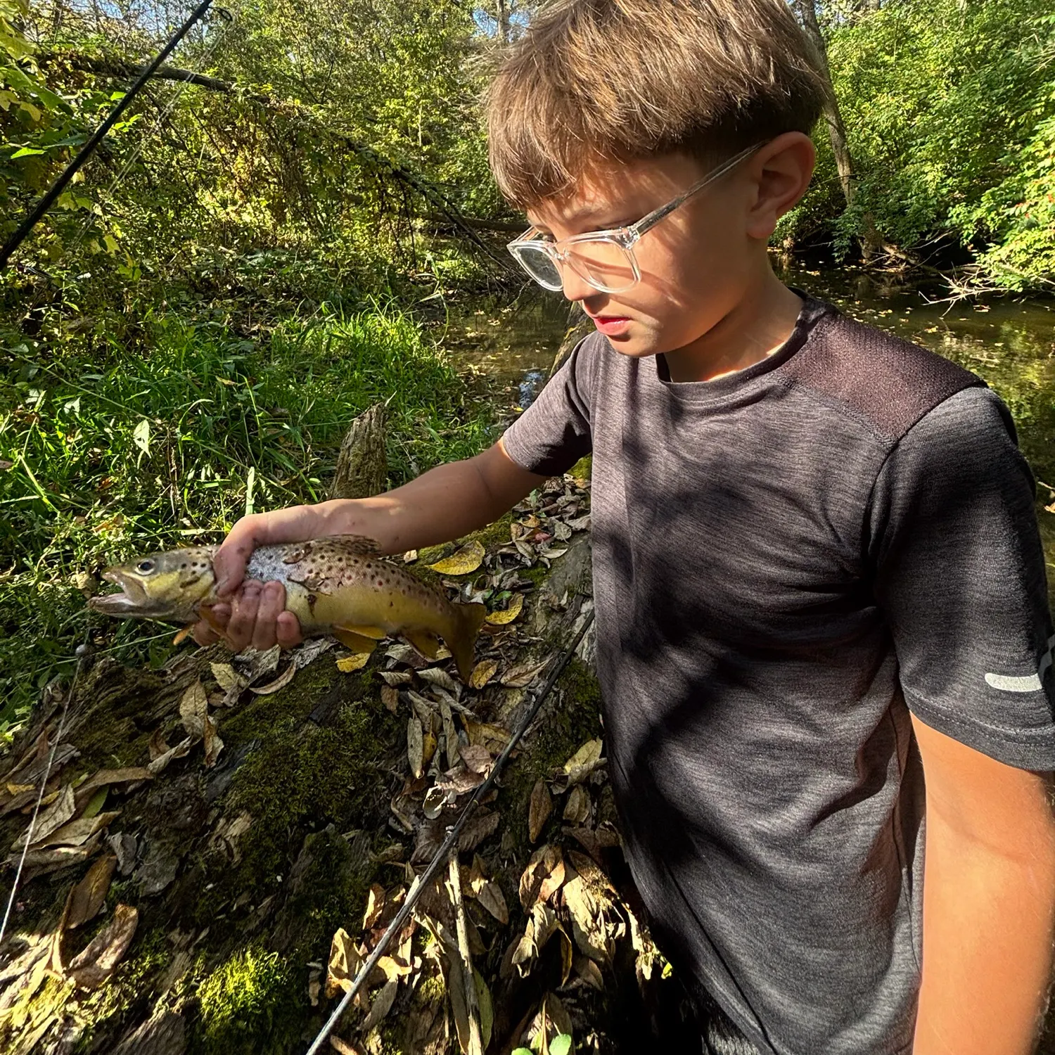 Brown trout caught on Fishbrain