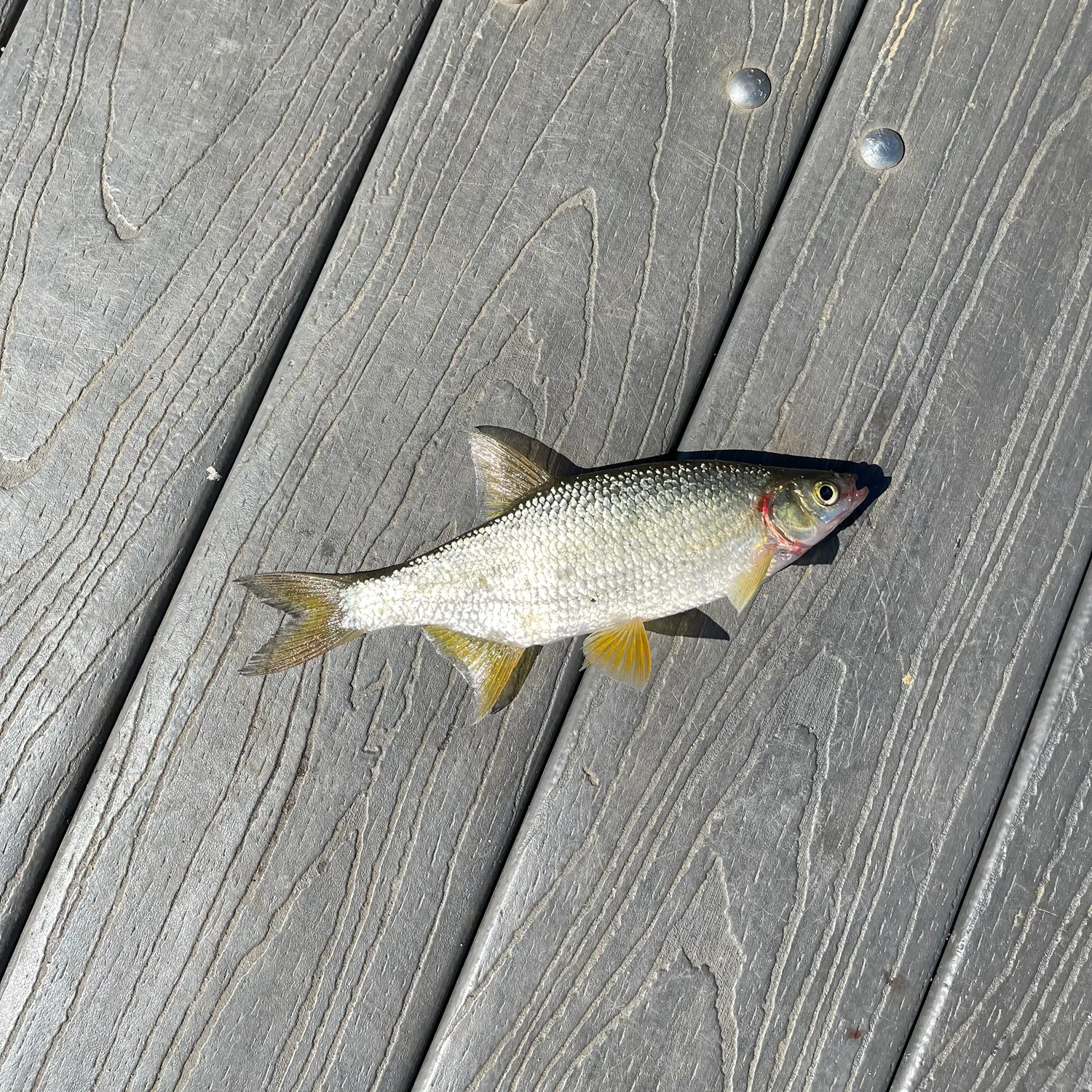 Golden shiner caught on Fishbrain