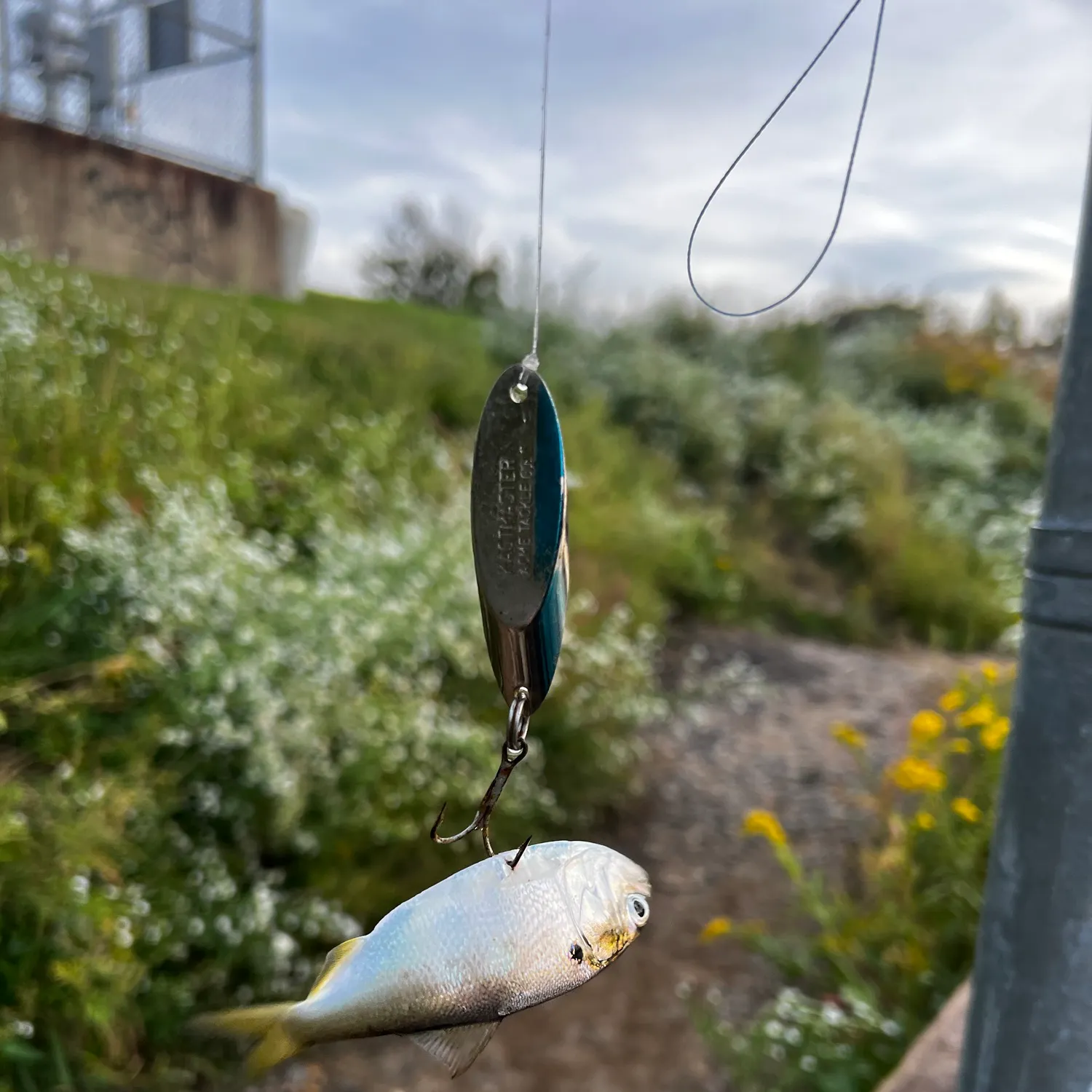 The most recent Atlantic menhaden catches on Fishbrain