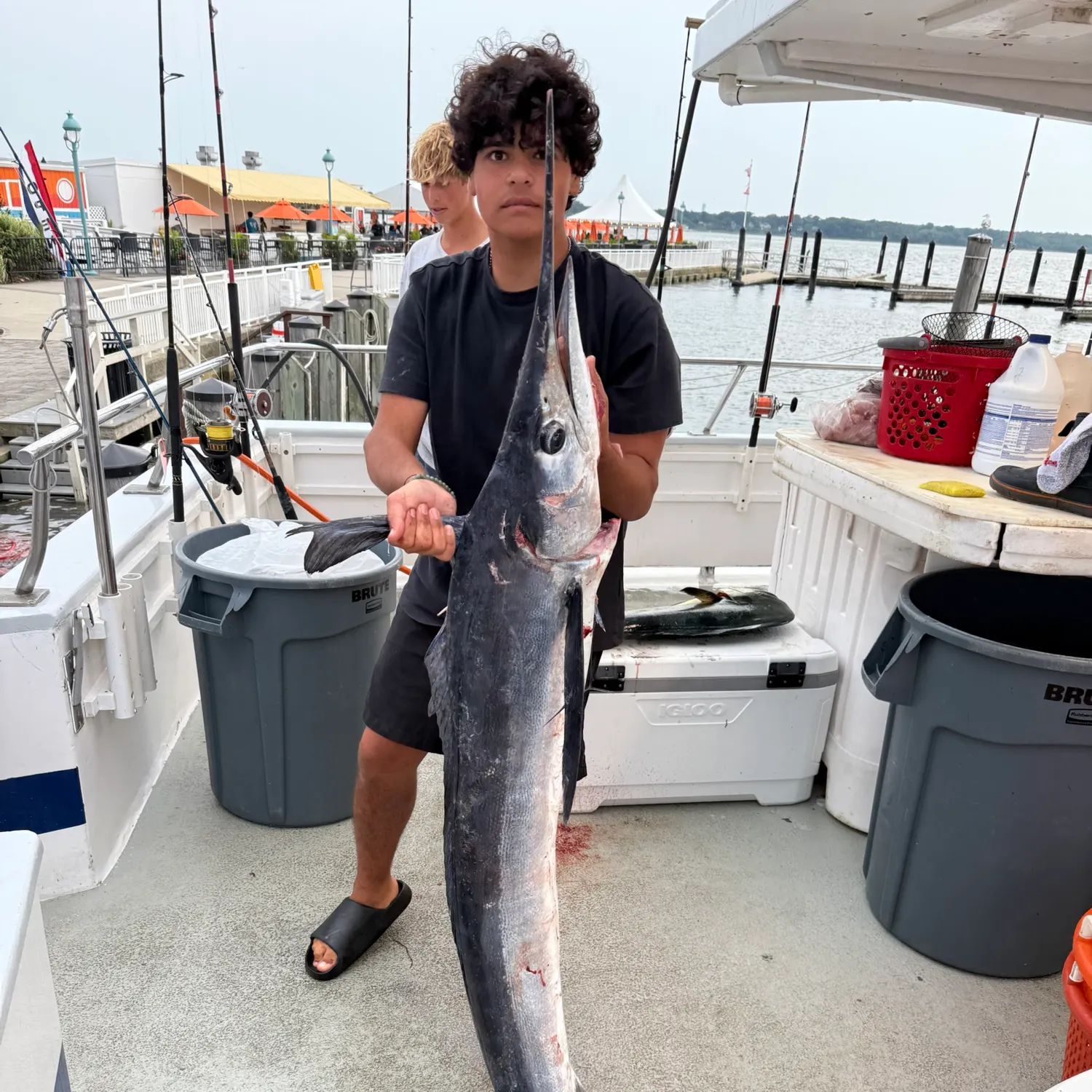 The most recent Atlantic white marlin catches on Fishbrain