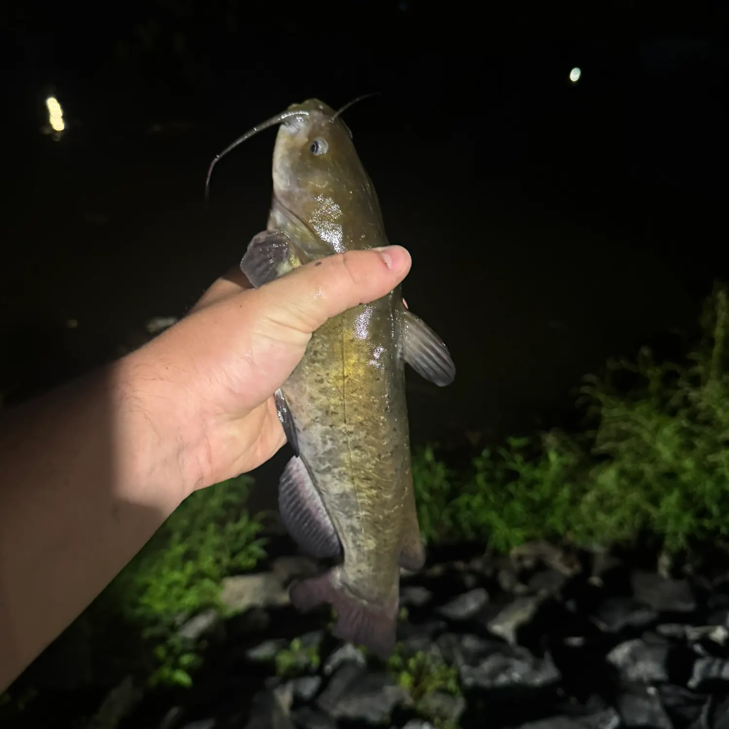 The most recent Brown bullhead catches on Fishbrain