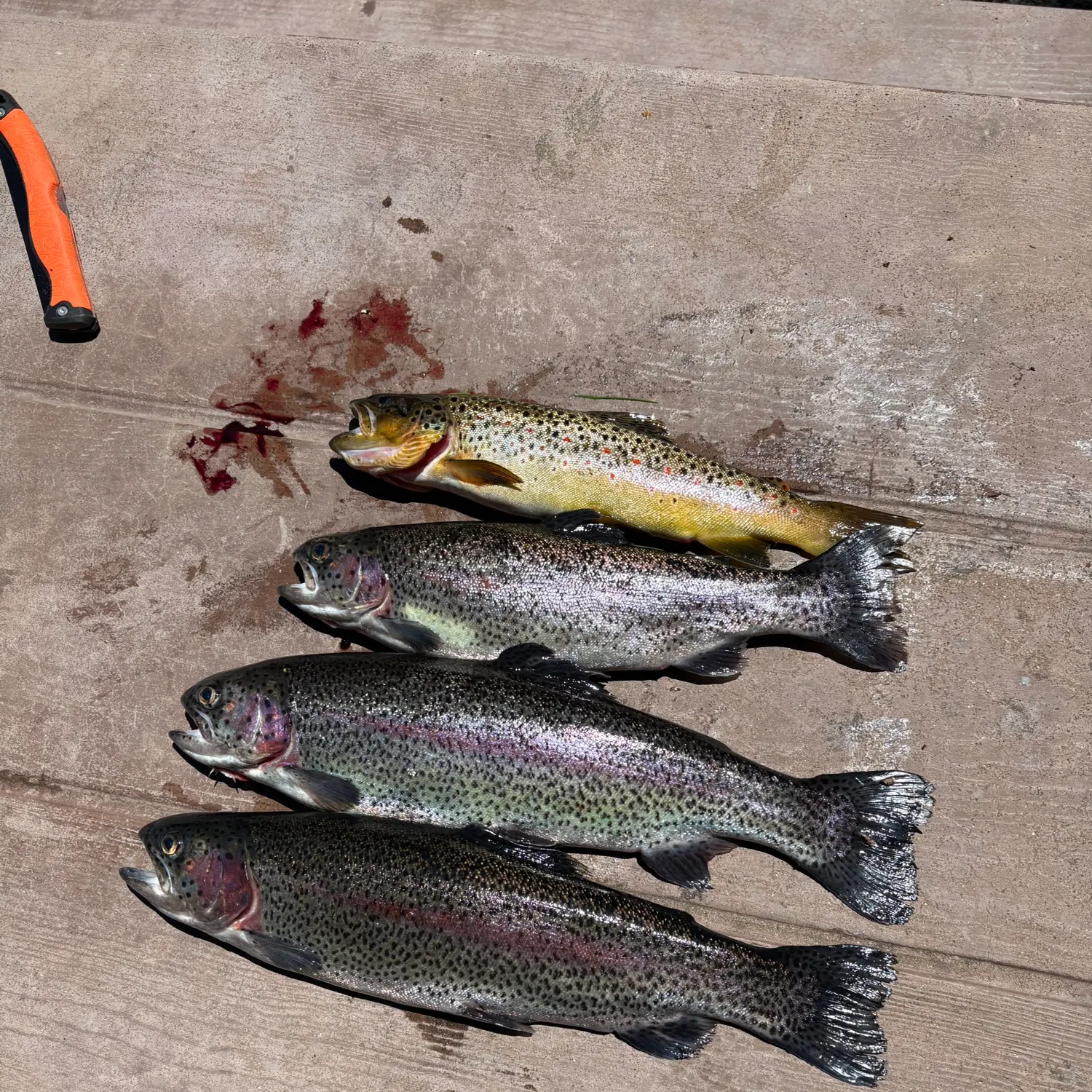 recently logged catches
