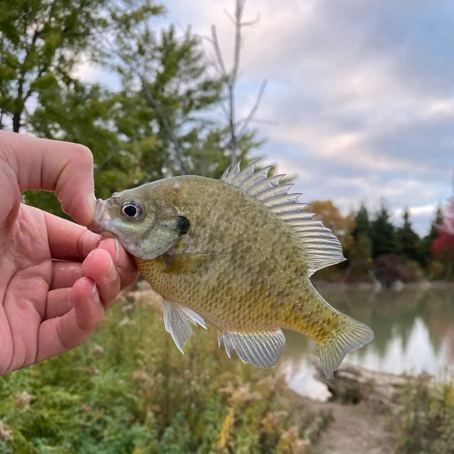 Bluegill caught on Fishbrain