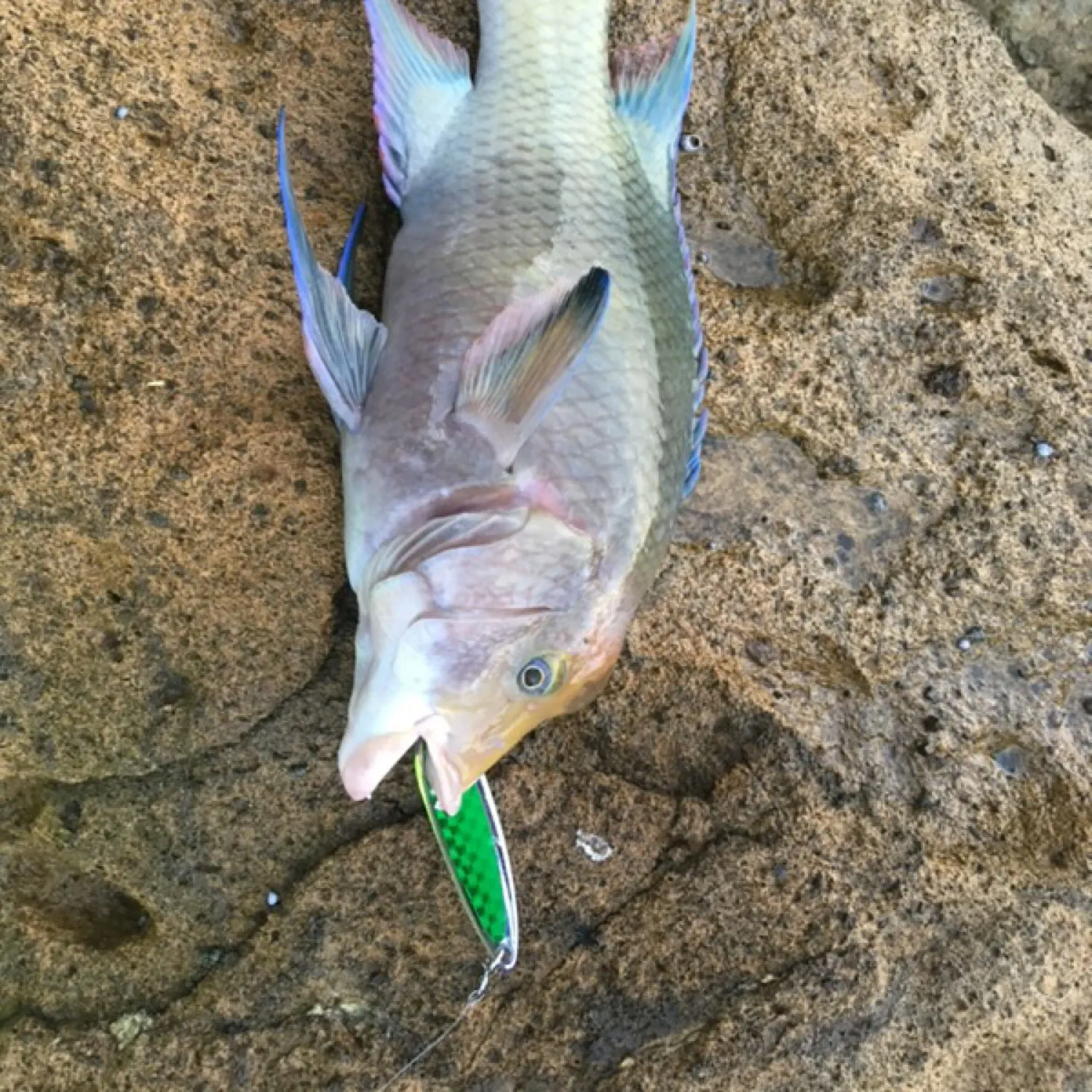 The most recent Spanish hogfish catches on Fishbrain