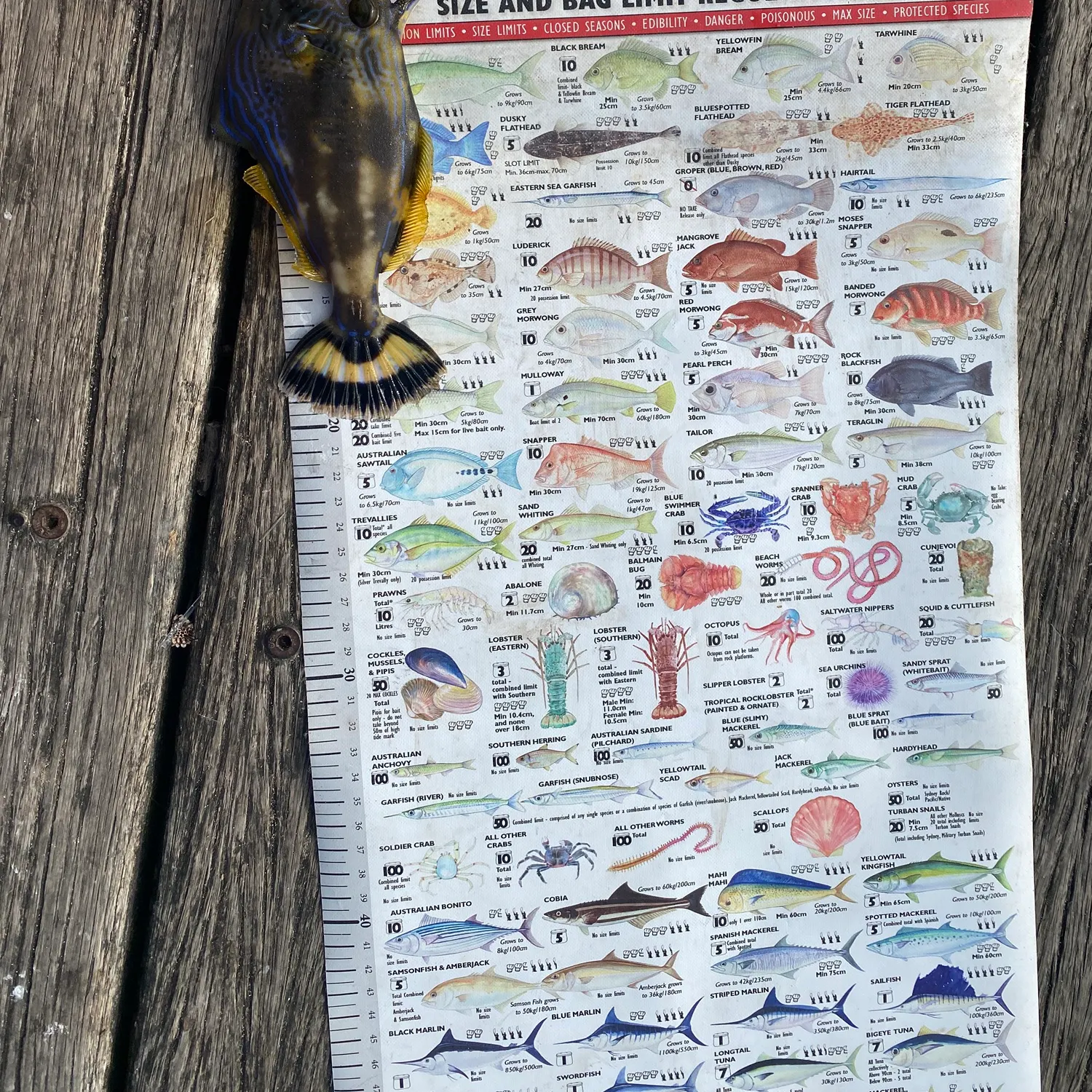 The most recent Six-spined leatherjacket catches on Fishbrain