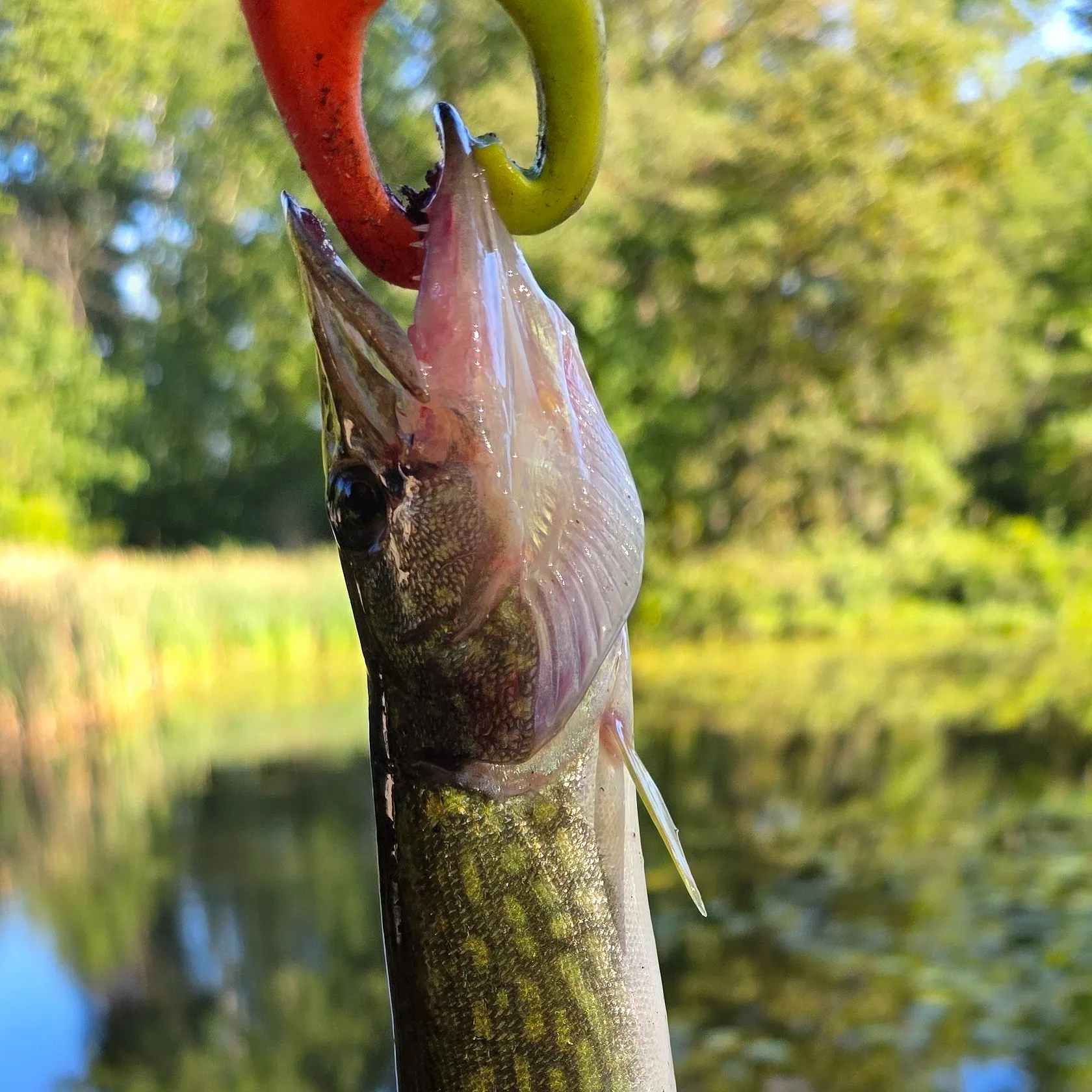 Chain pickerel caught on Fishbrain