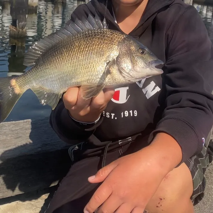 The most recent Southern black bream catches on Fishbrain
