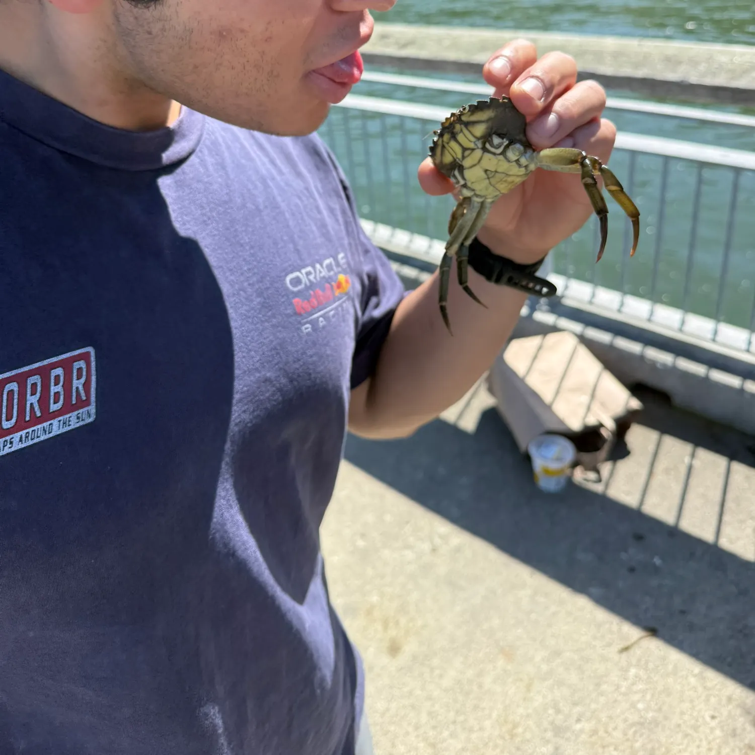 The most recent Green crab catches on Fishbrain
