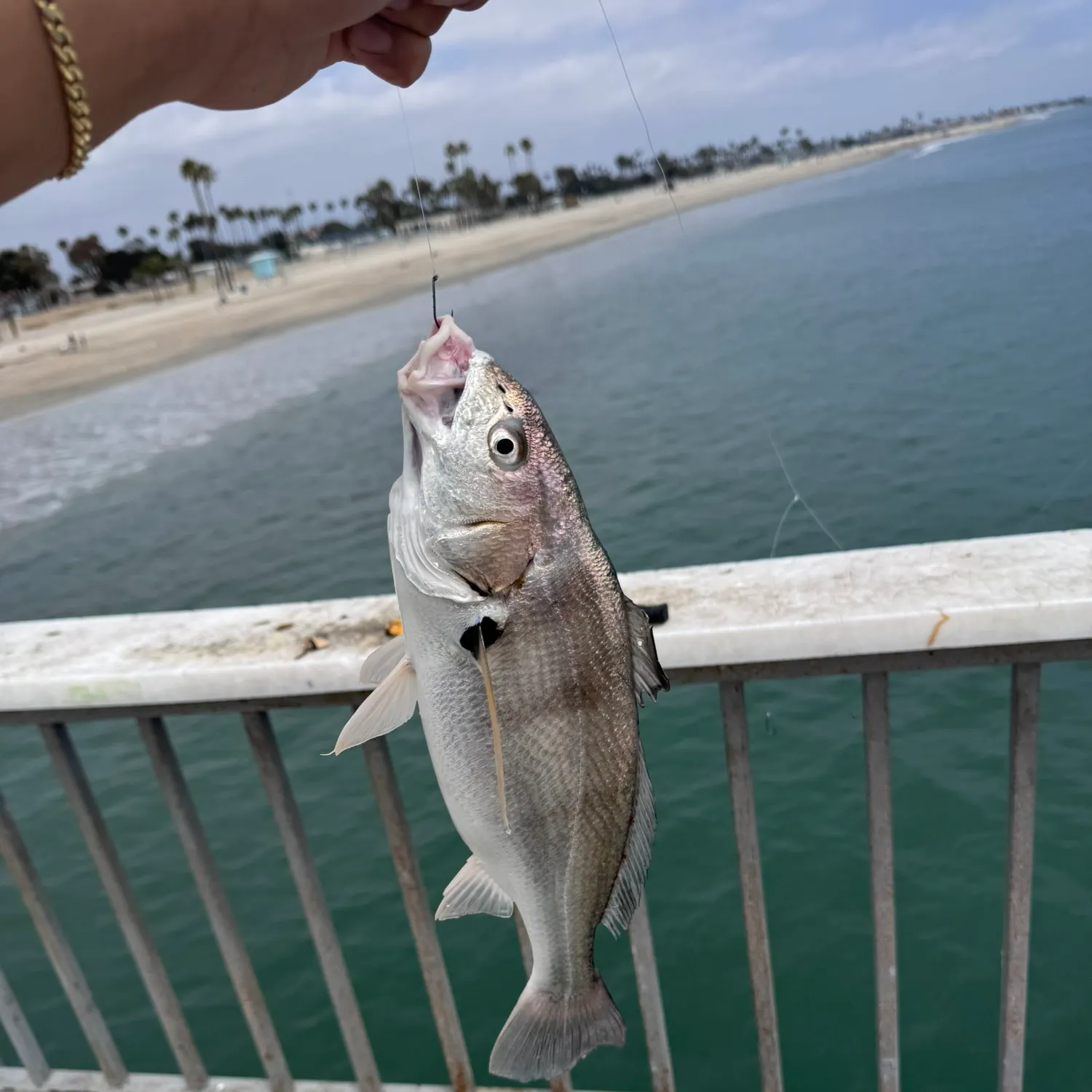 The most recent Spotfin croaker catches on Fishbrain