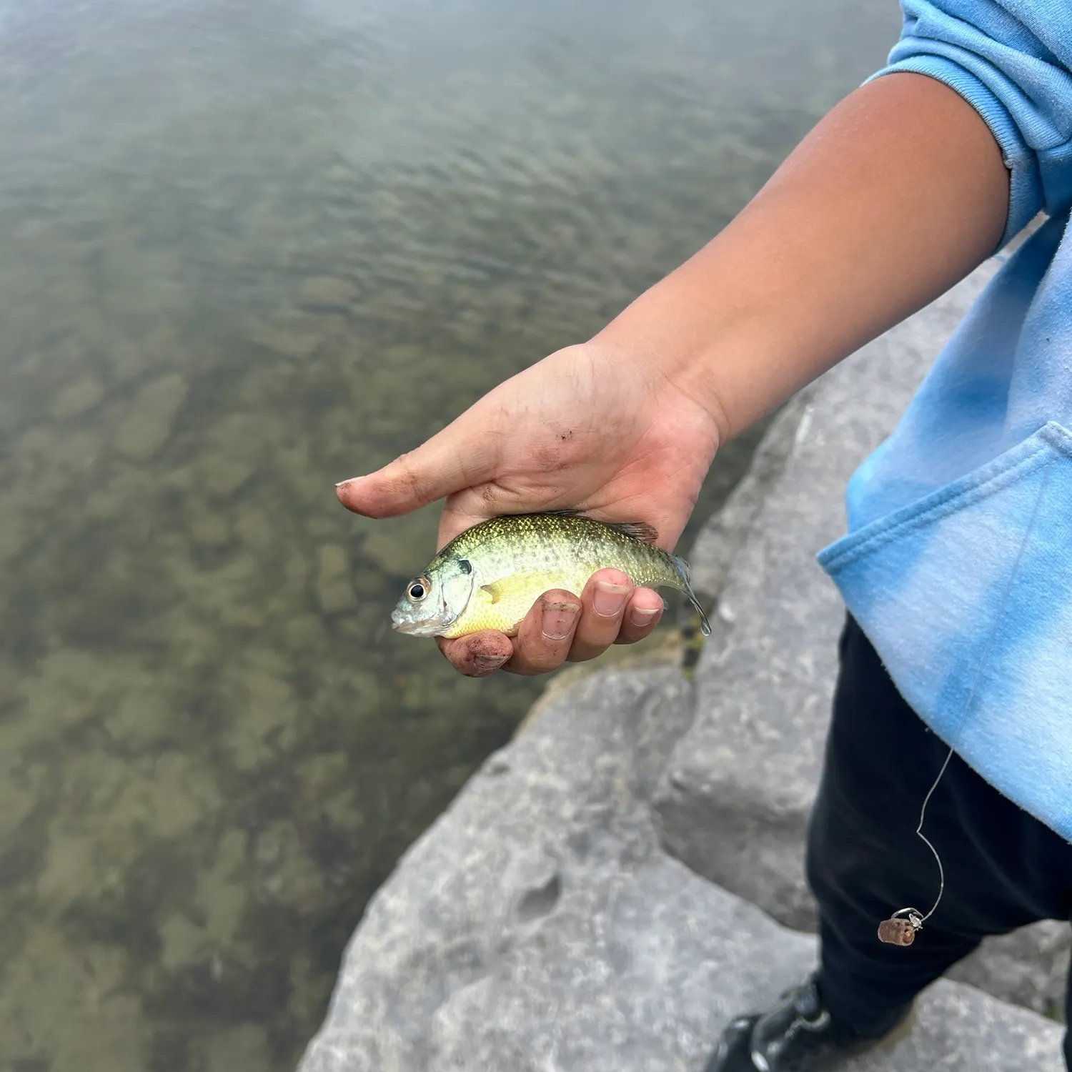 Pumpkinseed caught on Fishbrain