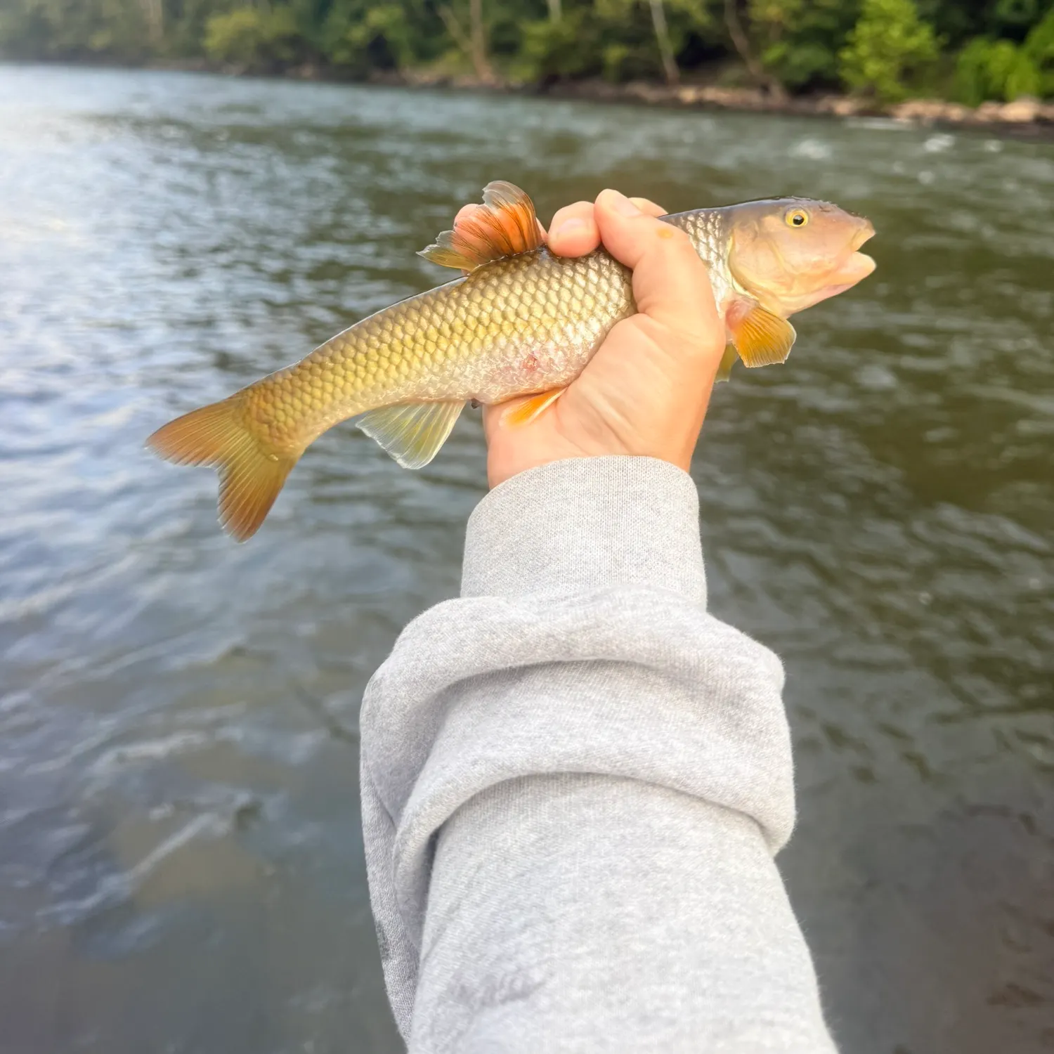 River chub caught on Fishbrain