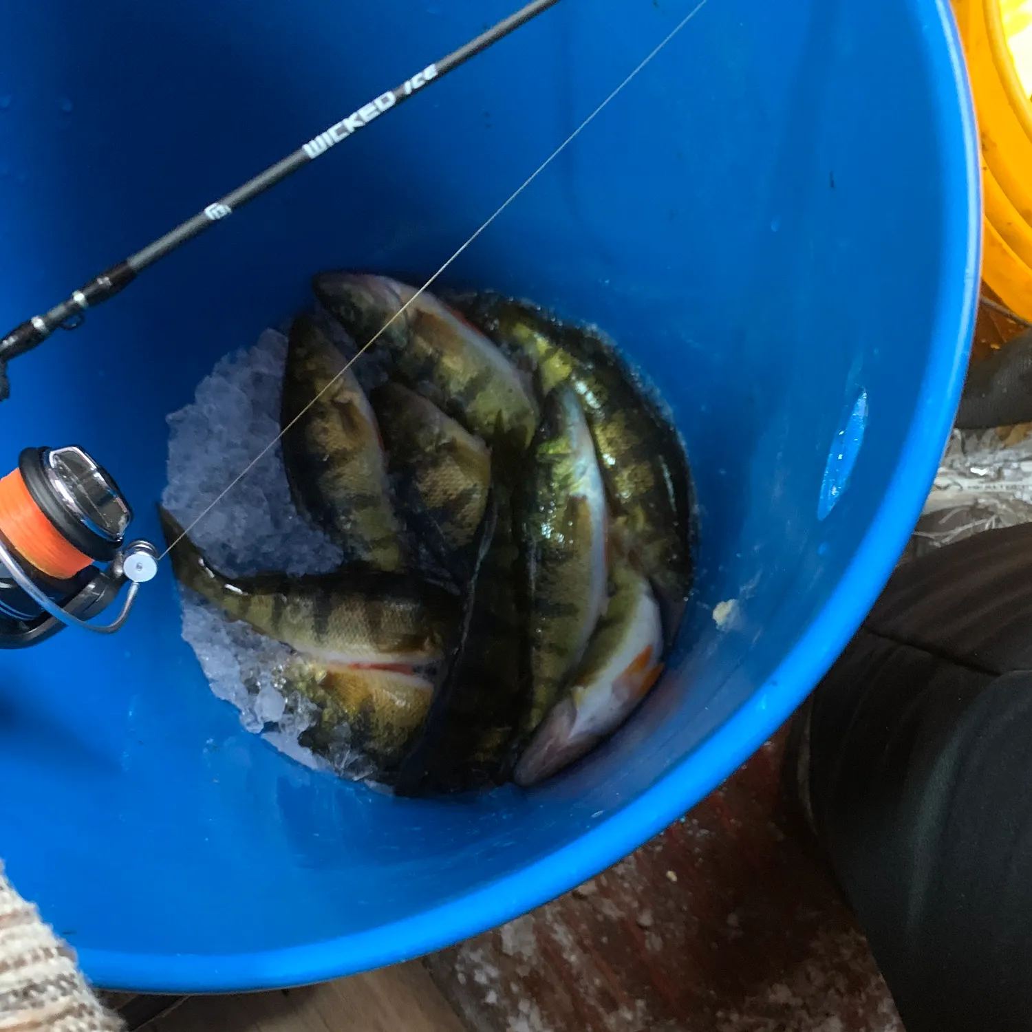 The most recent Yellow perch catches on Fishbrain