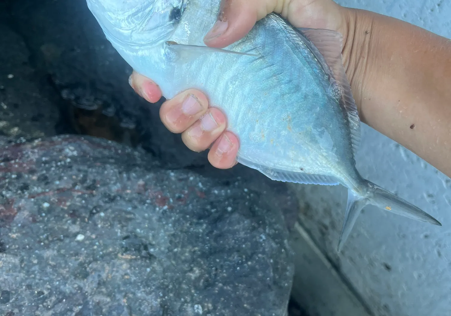 Silver trevally