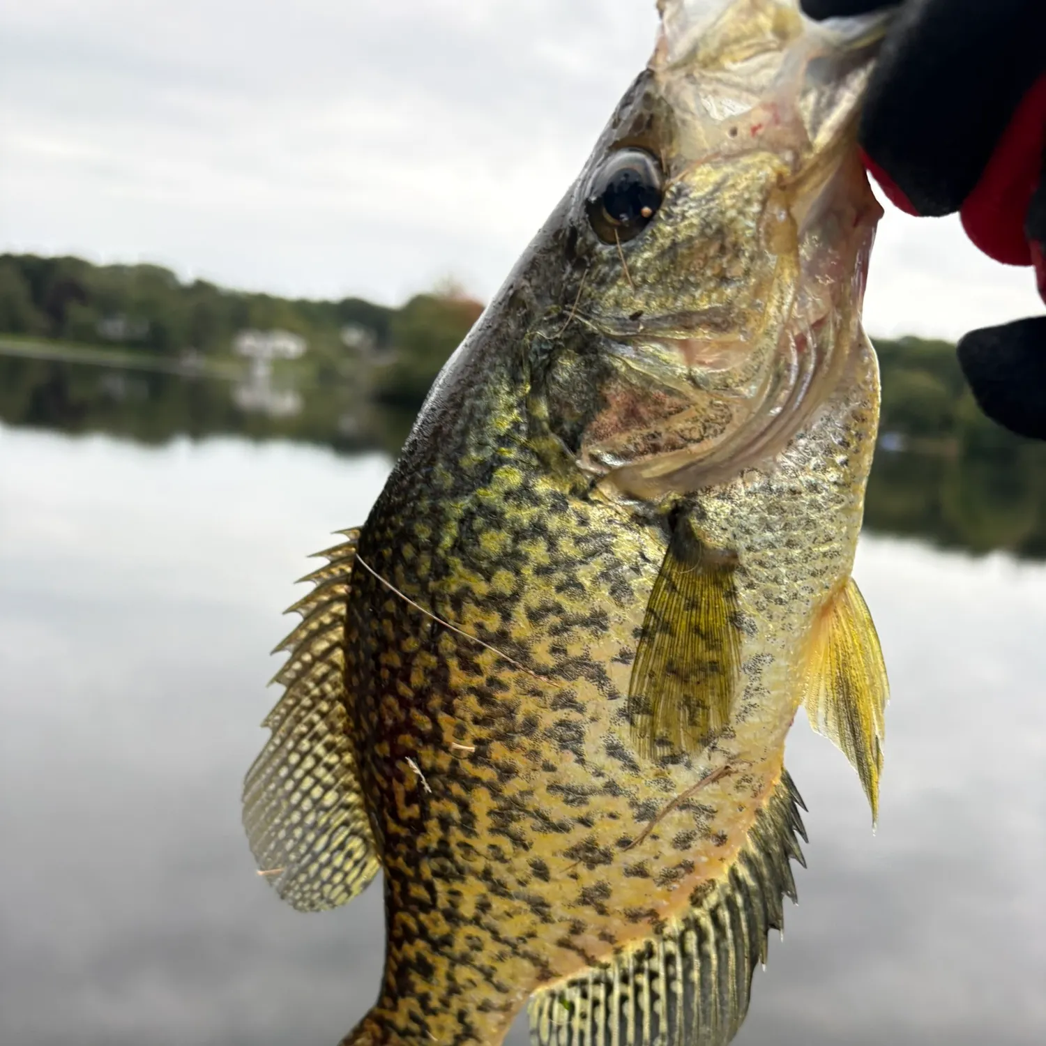 Black crappie caught on Fishbrain