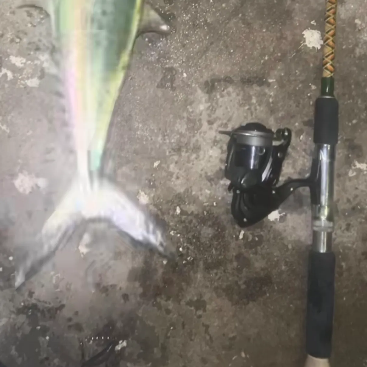 Spanish mackerel caught on Fishbrain