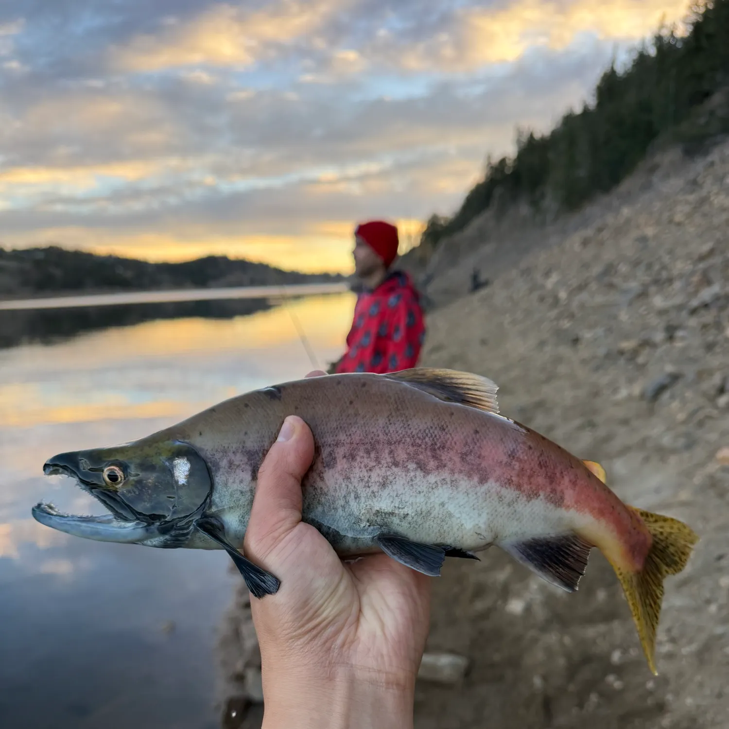 Kokanee salmon caught on Fishbrain