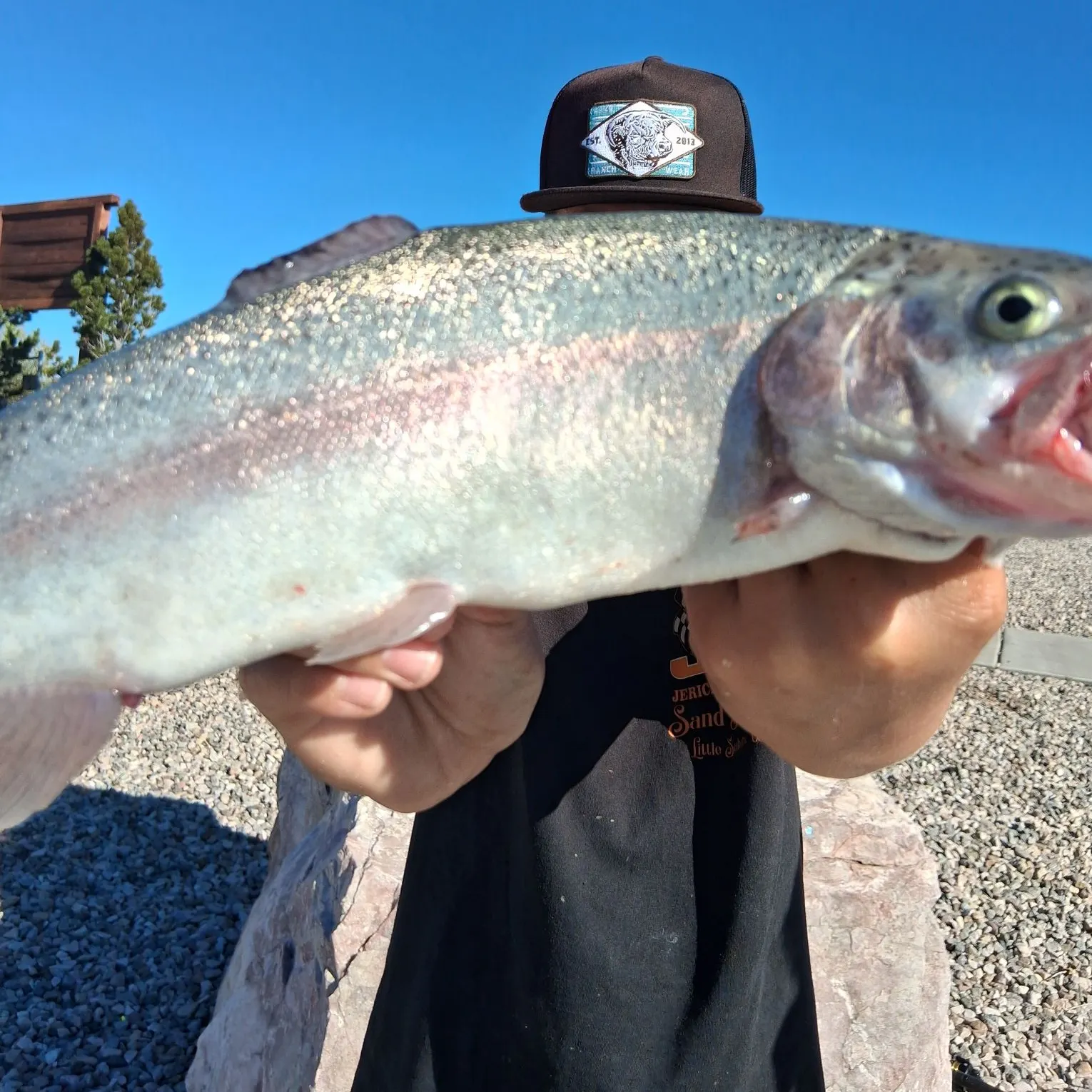 Rainbow trout caught on Fishbrain