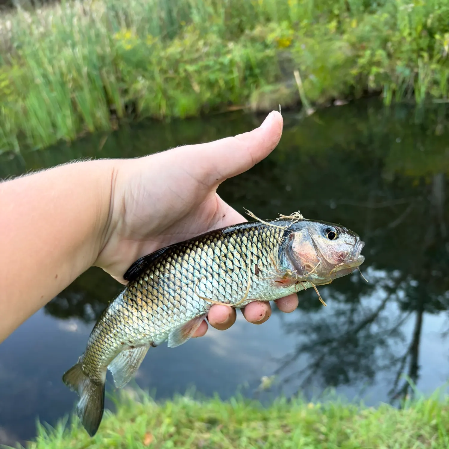 Fallfish caught on Fishbrain