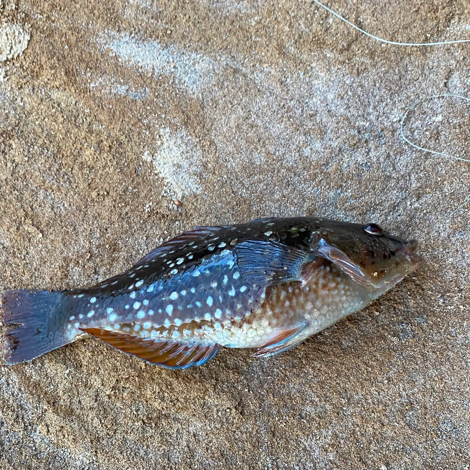 The most recent Crimsonbanded wrasse catches on Fishbrain