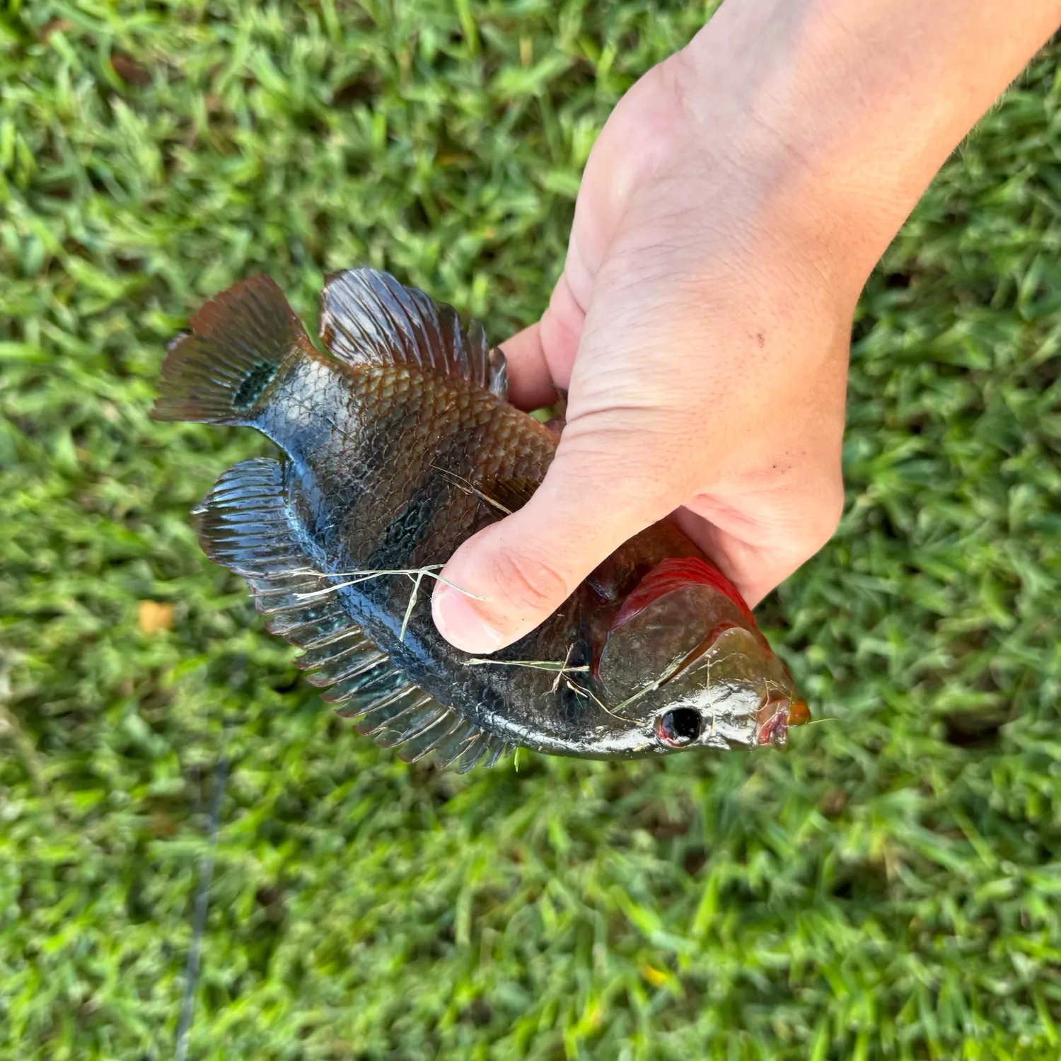 Mayan cichlid caught on Fishbrain