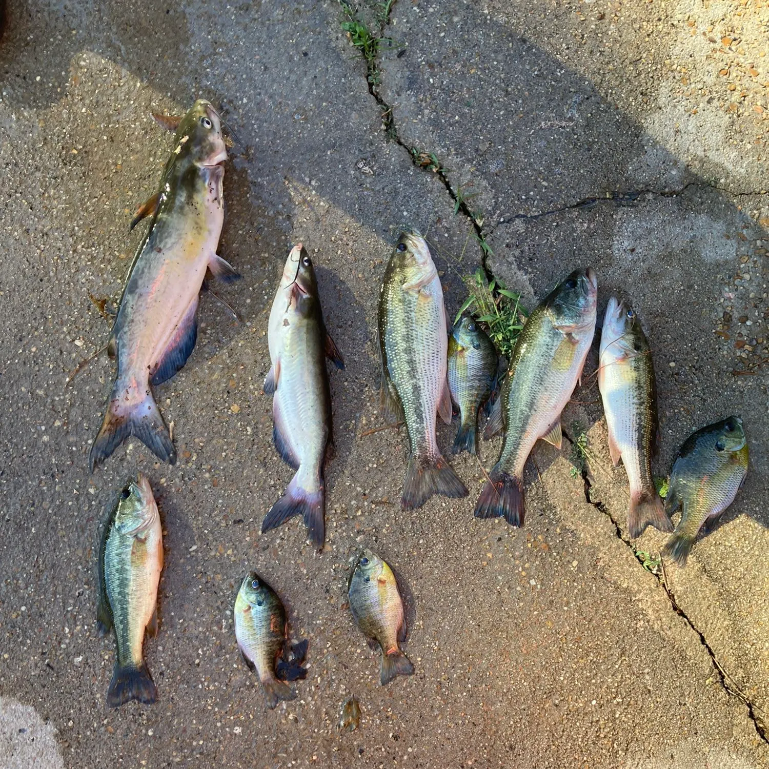 recently logged catches