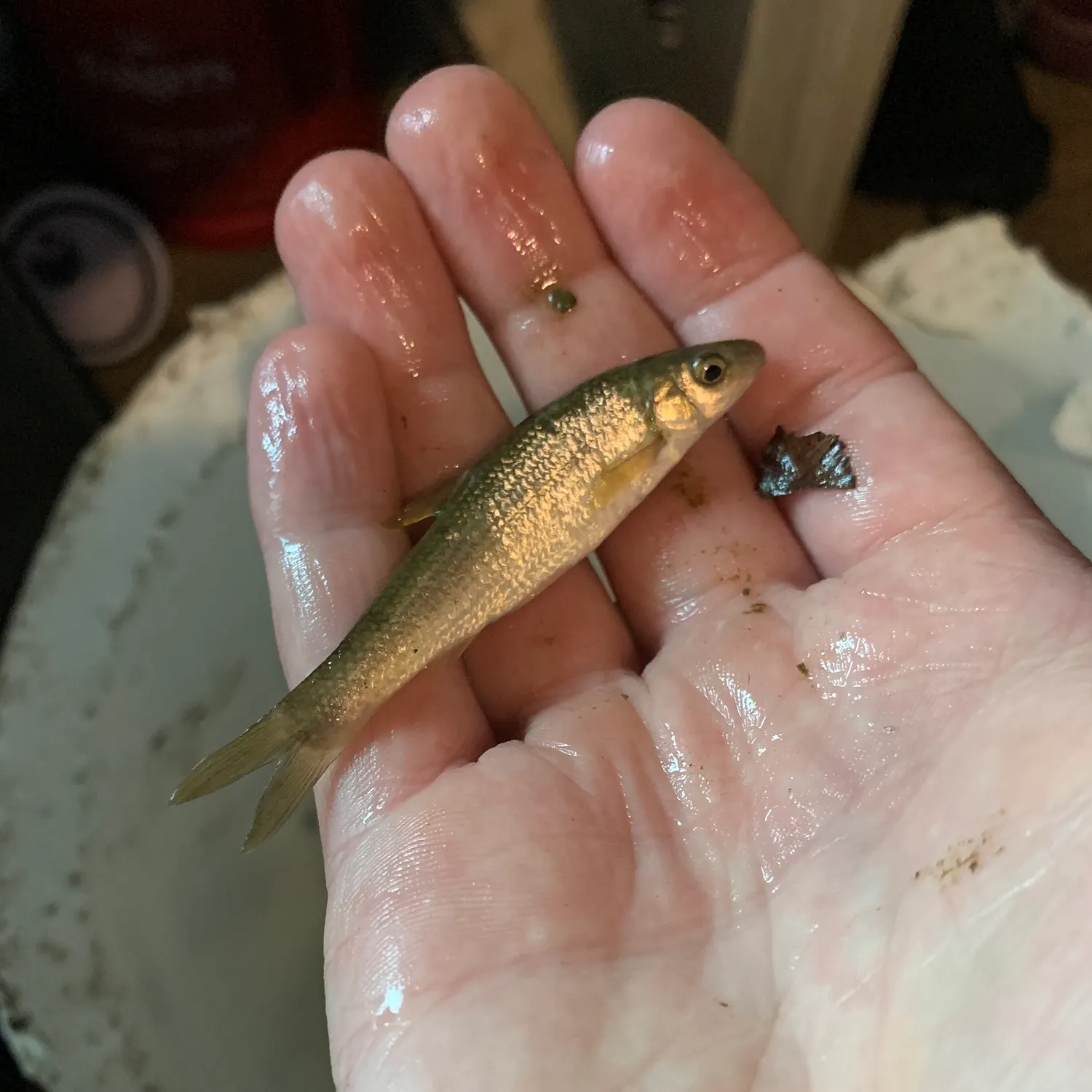 The most recent Central stoneroller catches on Fishbrain