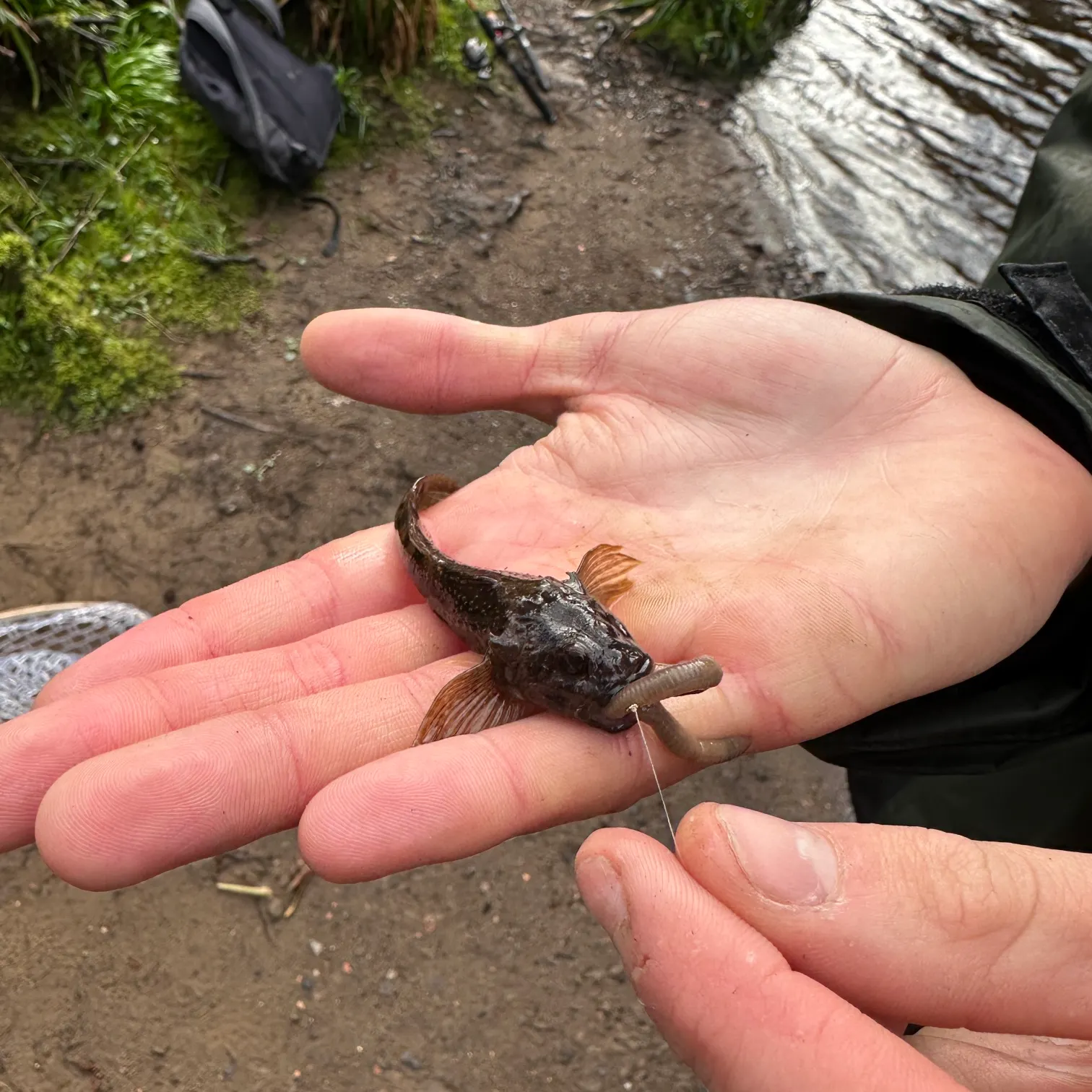 The most recent European bullhead catches on Fishbrain