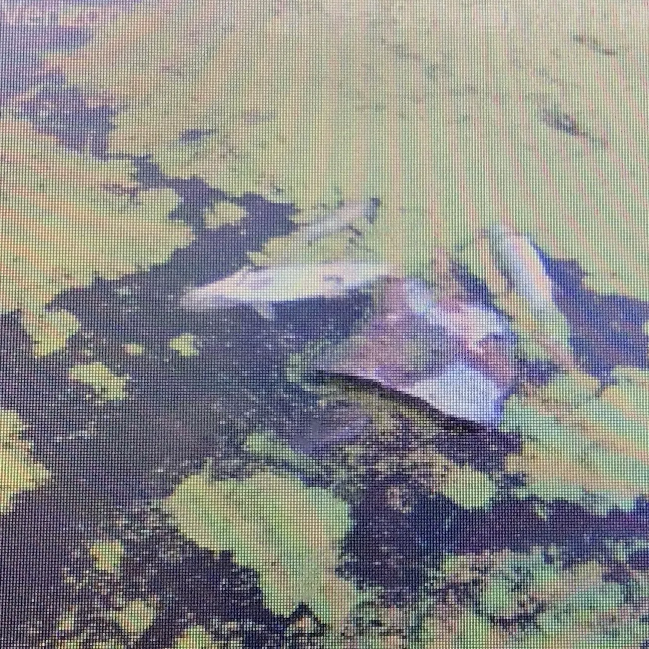 Northern pike caught on Fishbrain