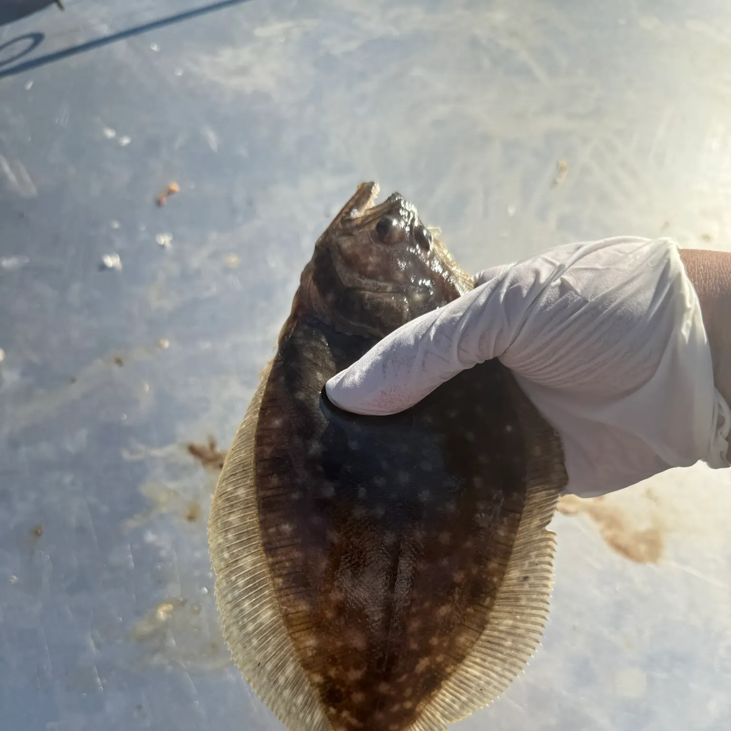 Summer flounder caught on Fishbrain
