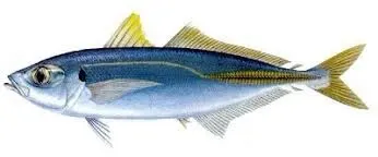 Baitfish