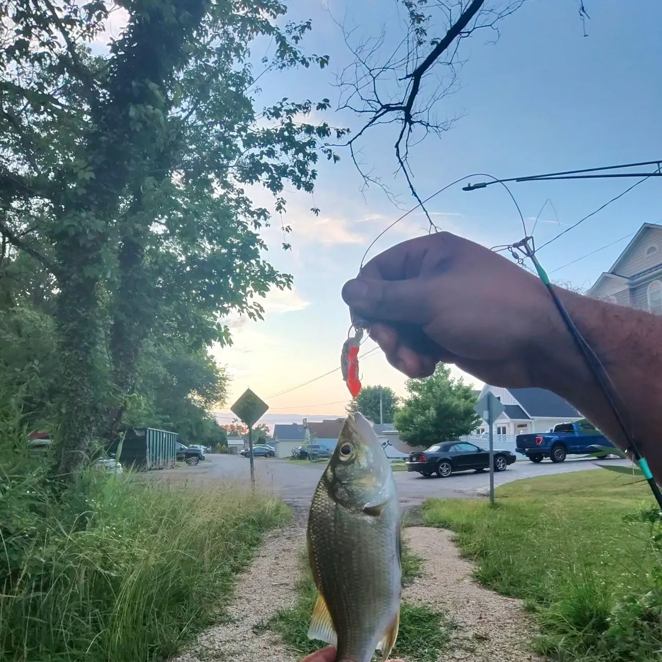 recently logged catches