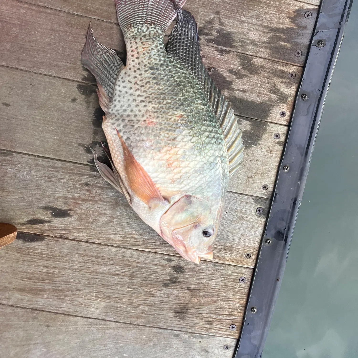 Nile tilapia caught on Fishbrain