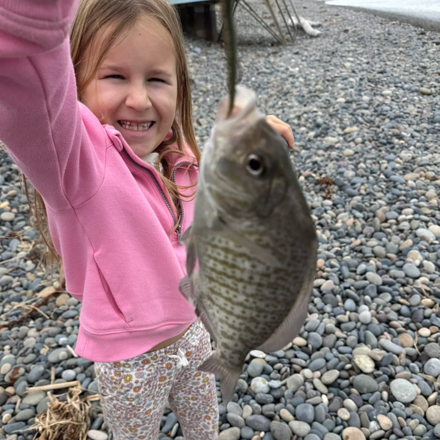 The most recent Barred surfperch catches on Fishbrain