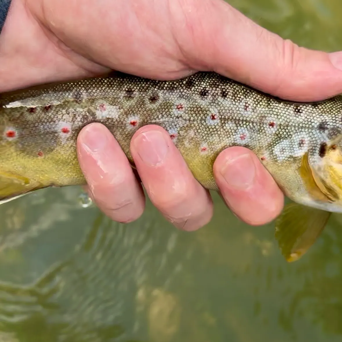 Brown trout caught on Fishbrain