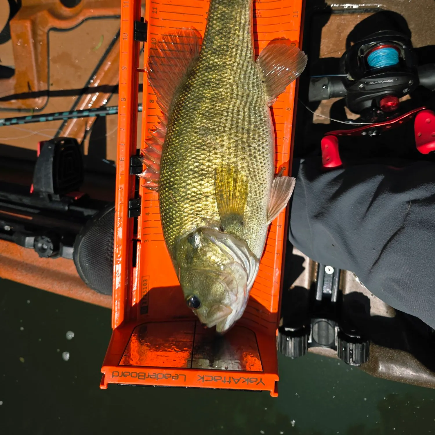 Guadalupe bass caught on Fishbrain
