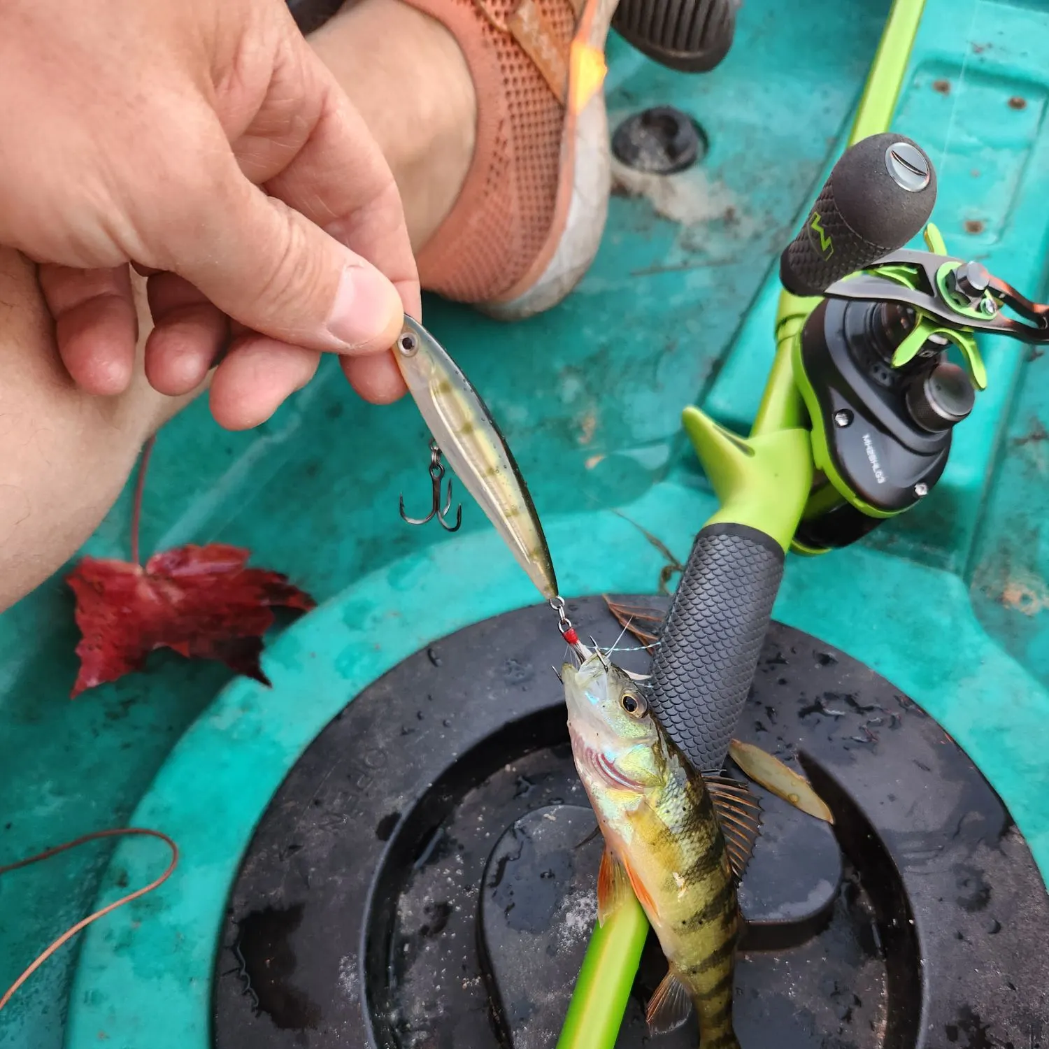 Yellow perch caught on Fishbrain
