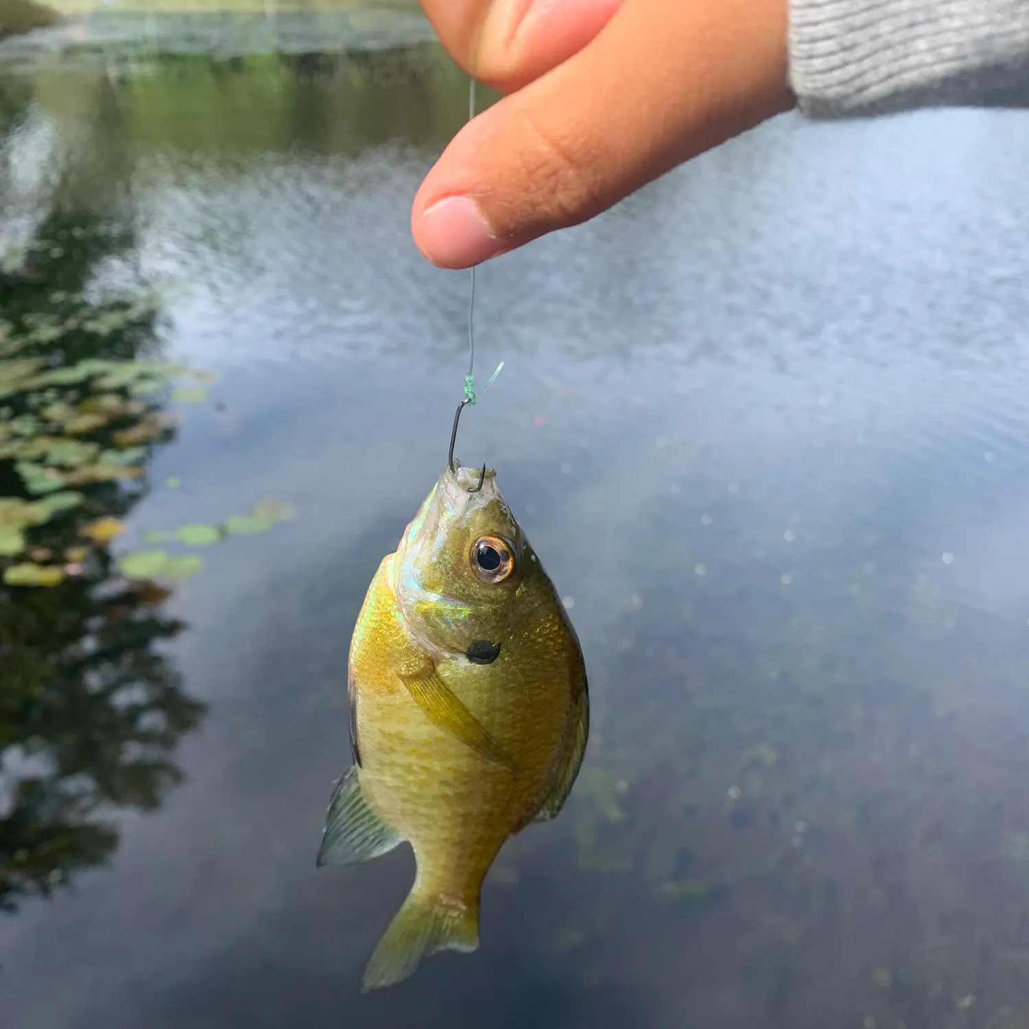 Bluegill caught on Fishbrain