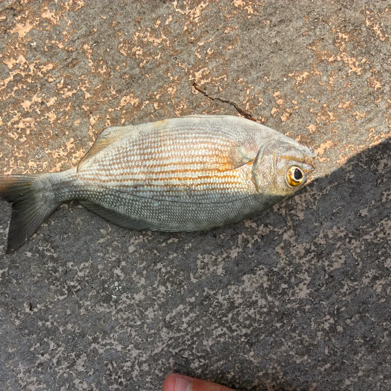 The most recent Brassy chub catches on Fishbrain