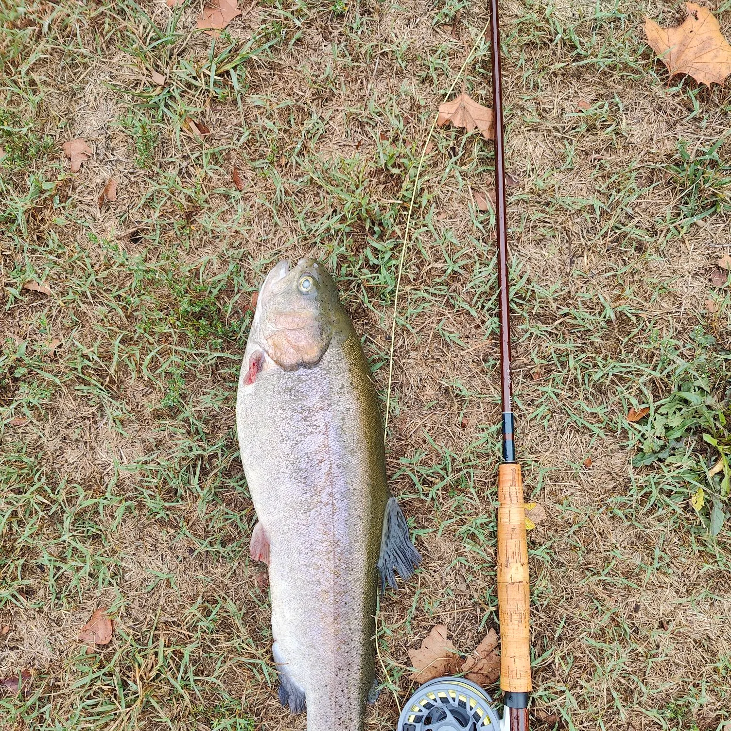 Rainbow trout caught on Fishbrain