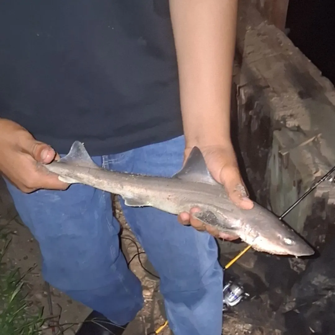 Dusky smooth-hound caught on Fishbrain