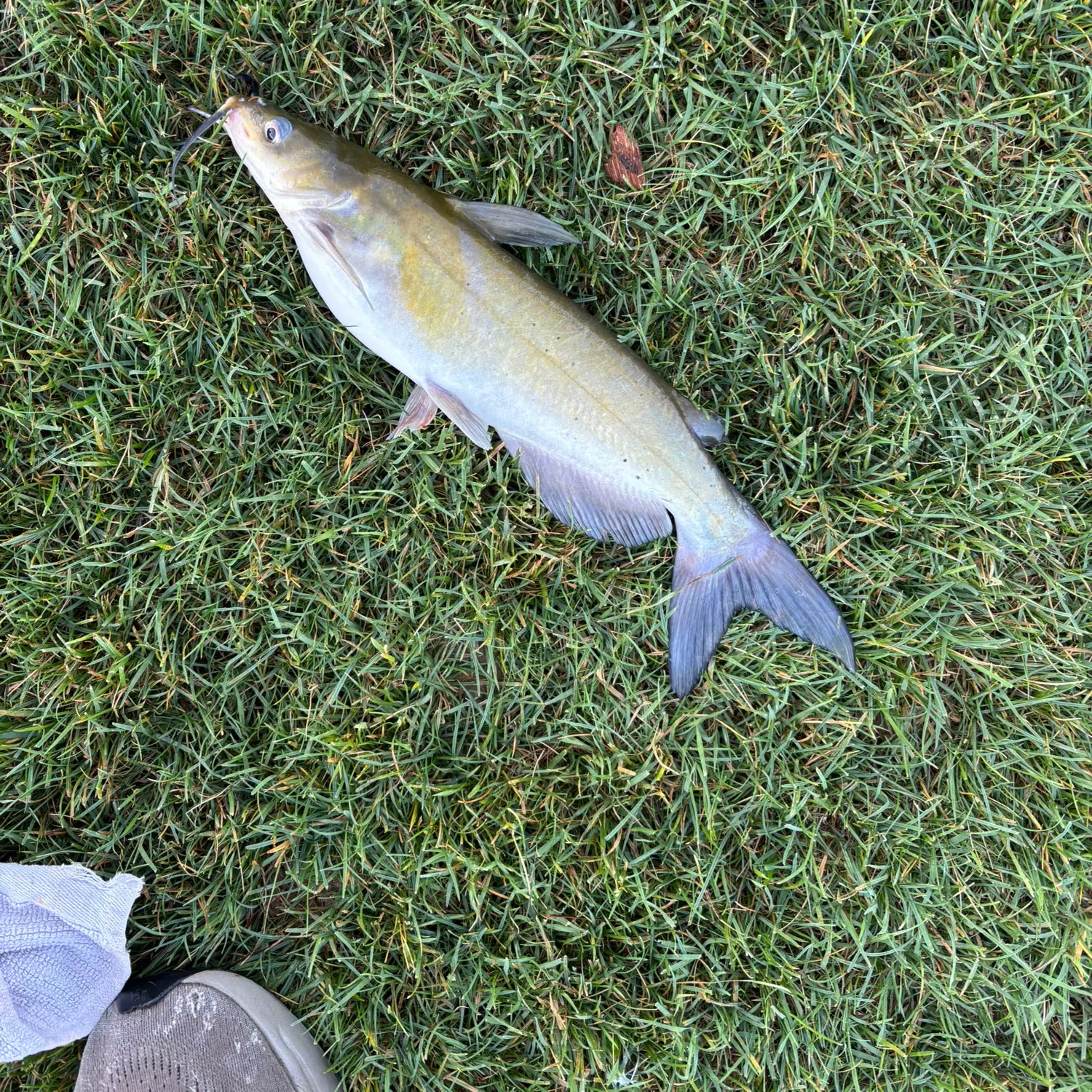 The most recent Channel catfish catches on Fishbrain