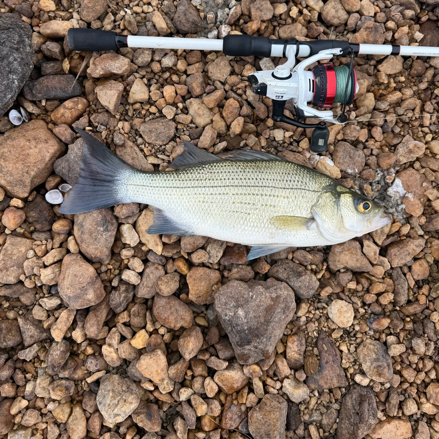 White bass caught on Fishbrain