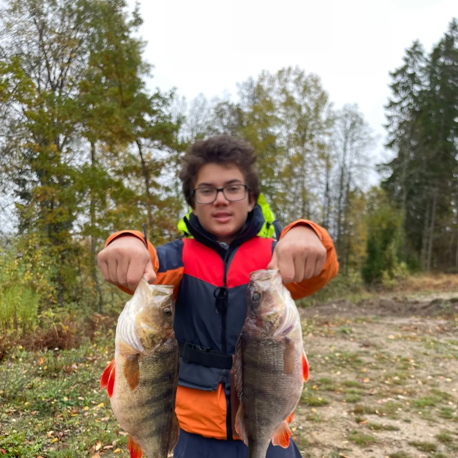 European perch caught on Fishbrain