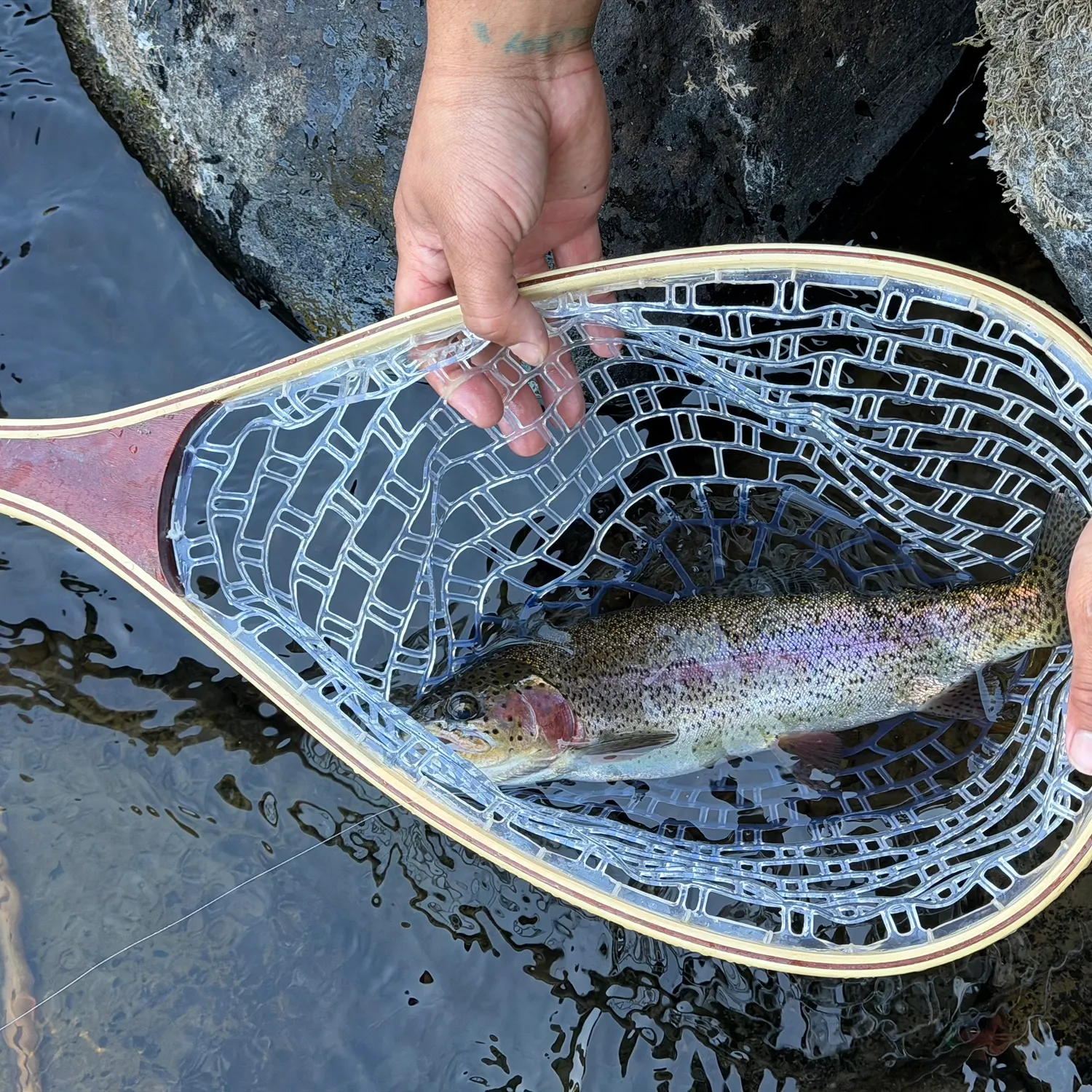 Rainbow trout caught on Fishbrain