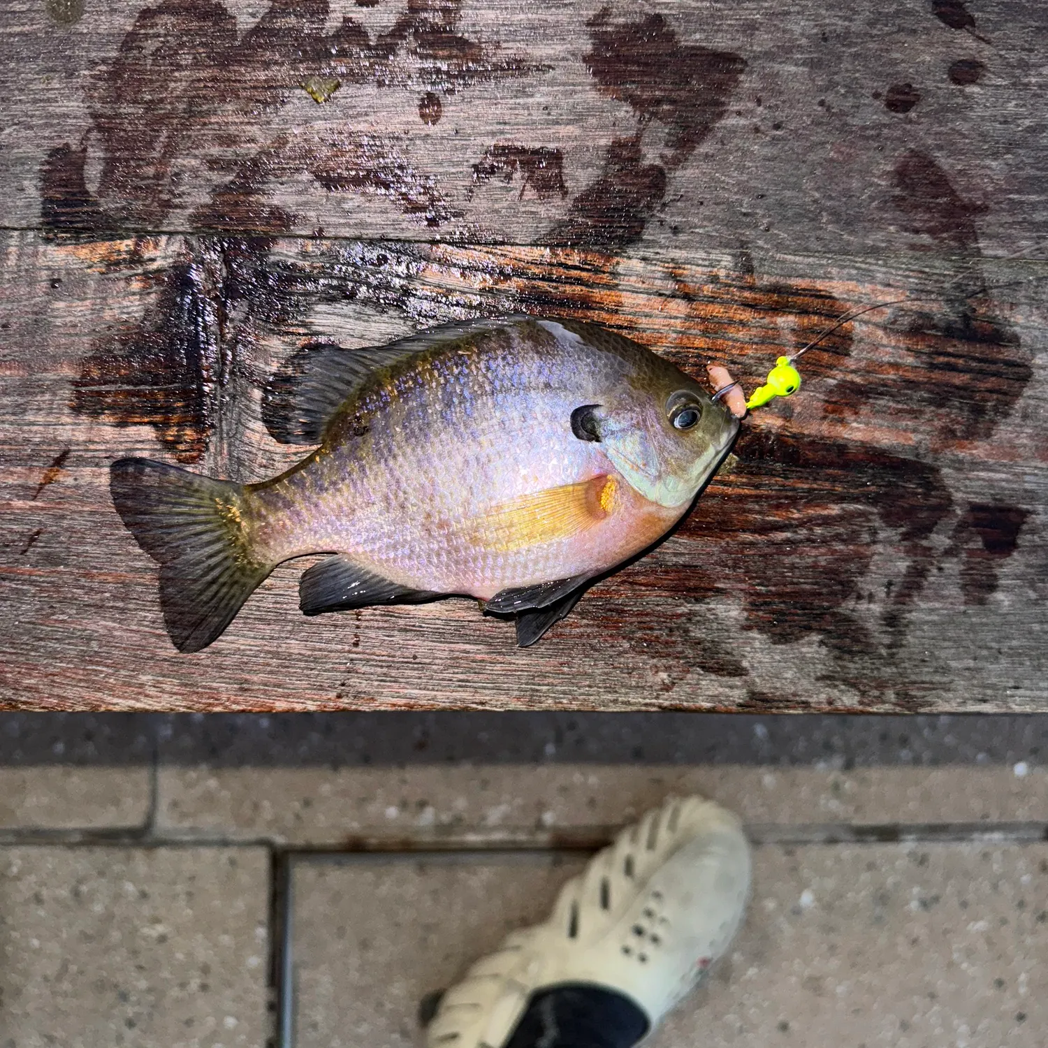 recently logged catches