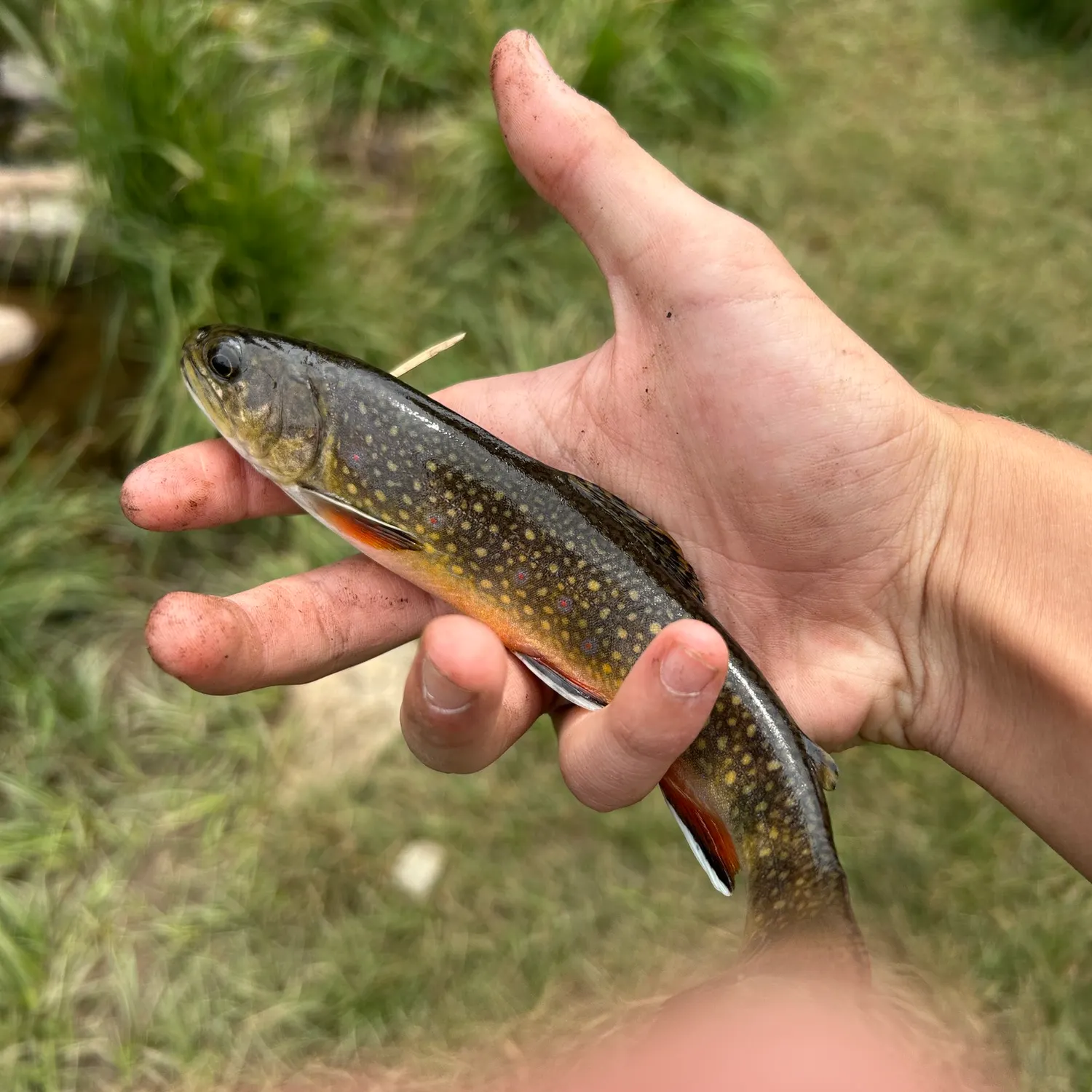 Brook trout caught on Fishbrain